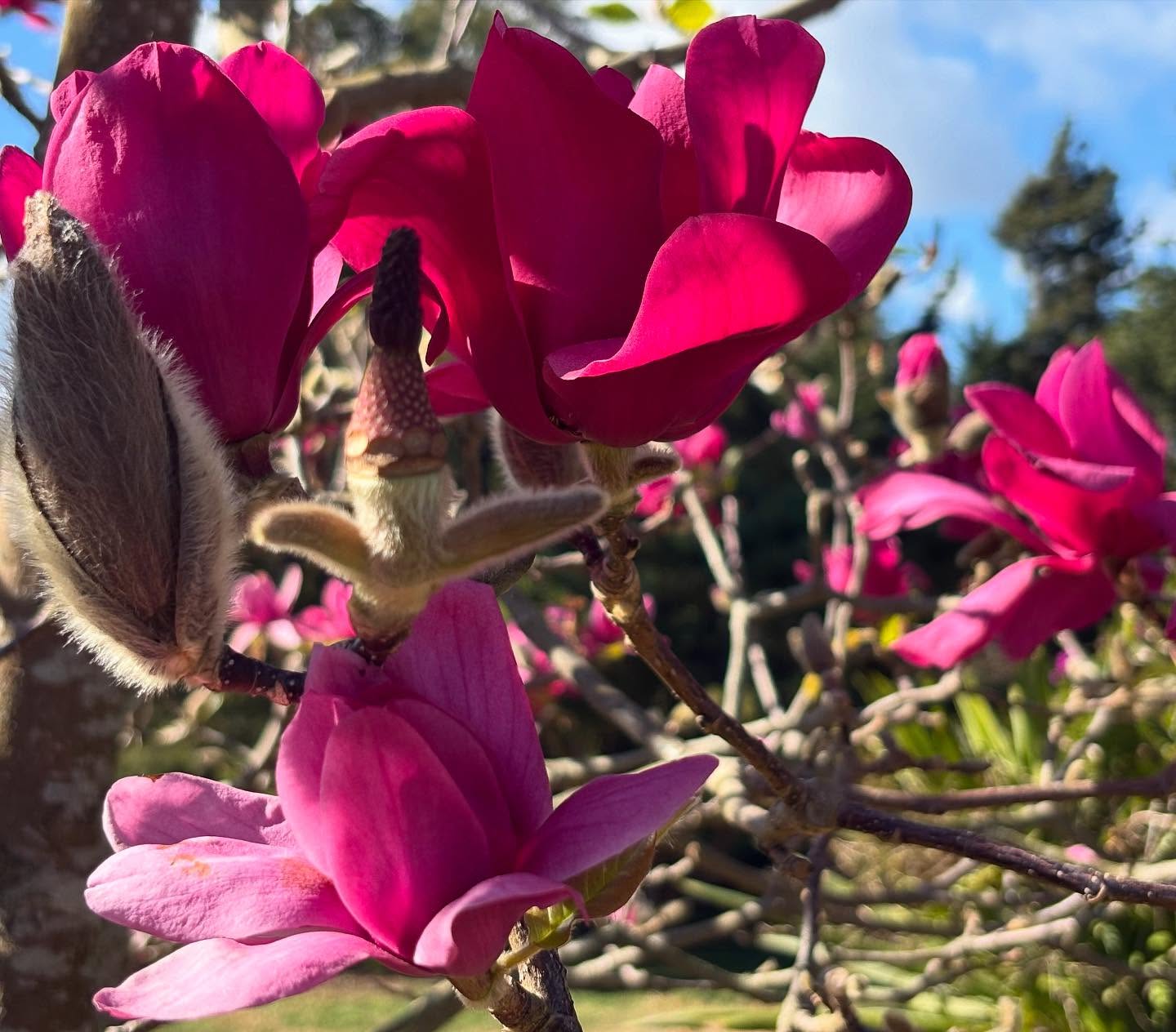 Magnolia x soulangeana ‘Vulcan’ - a stunning feature tree. Large, fragrant, ruby red goblet shaped flowers. Grows best in full sun, and well-drained soil. Very striking when planted alongside Azaleas, Helleborus, Daphne and Camellias. Grows to a compact 4 metres which makes it ideal for smaller gardens
#gardendesigner