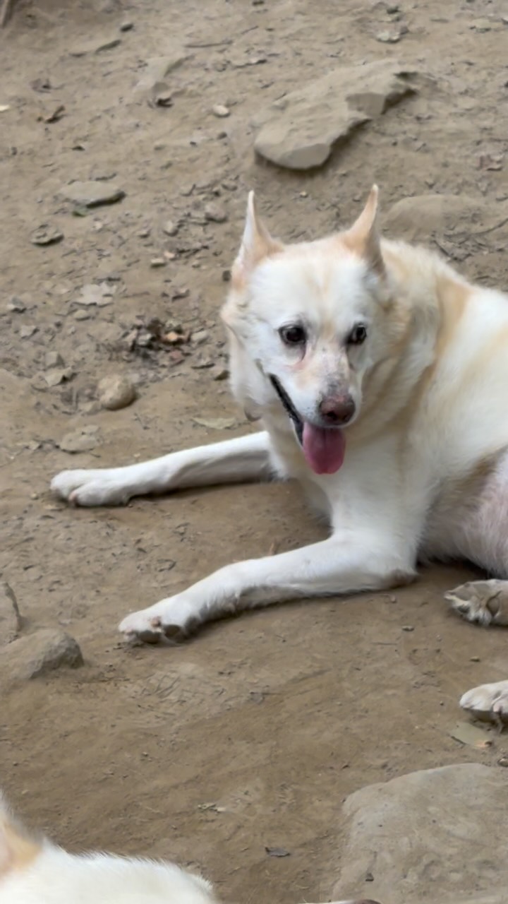 Loves of My Life, My “T” Grrls❗️❤️ #hilltownsleddogs #loveofmylife #lovemydogs #mybestfriends #myalaskanhusky