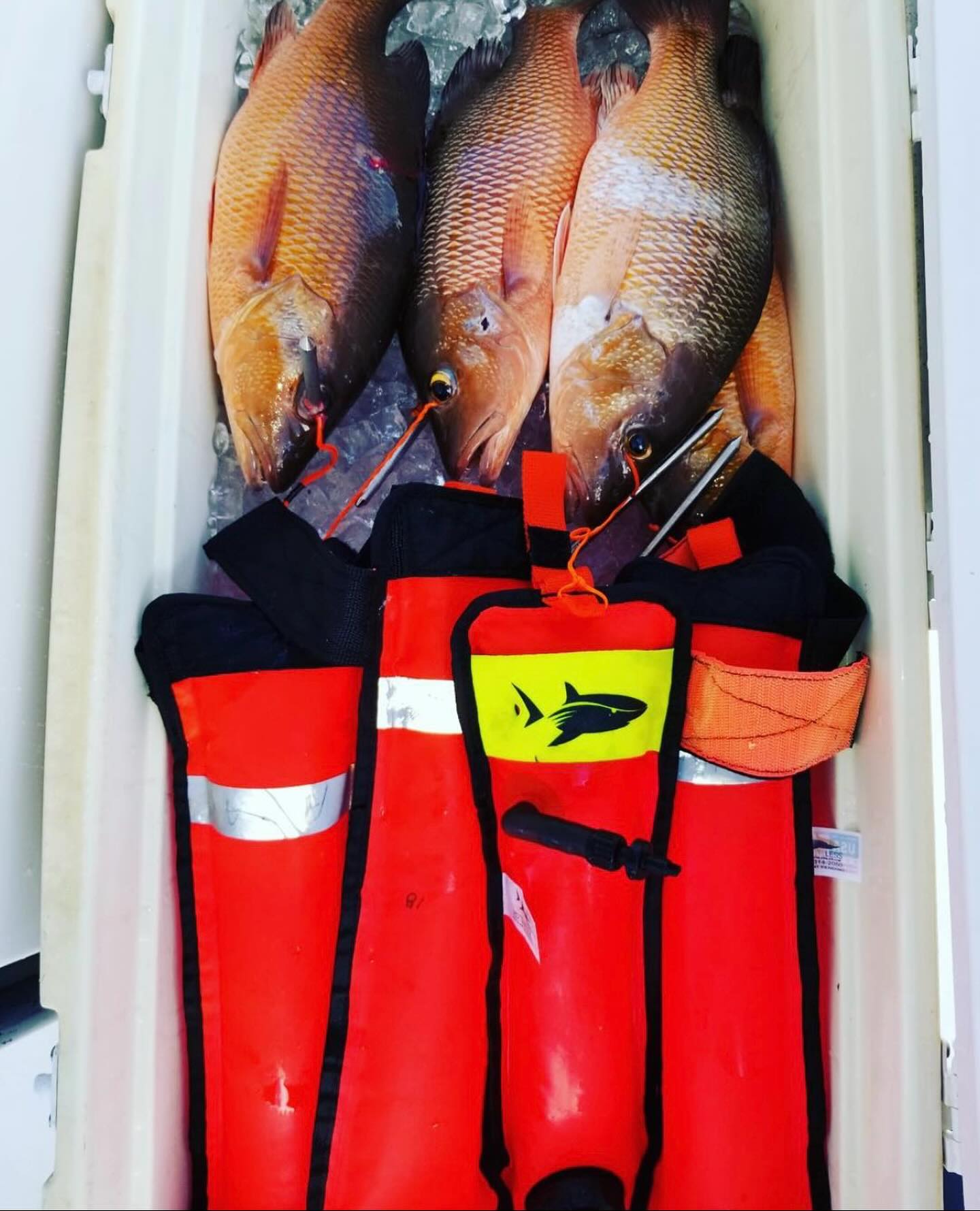 🐠Elevate your spear fishing experience and bring home the loot!!
#spearfishing#freediving#underwaterhunting#spearfish#scubaspearfishing#spearfisherman#oceanlife#speargun#divegear#underwateradventure#catchandcook#saltlife#spearfishinglife#spearfishinggear#sharkencounter#underwaterlife#toothlessgear#deepdive#spearfishingcommunity#spearfishingvideos
