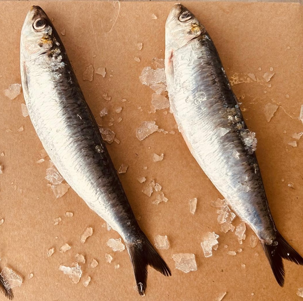 Now is the perfect time for sardines!
This in-season catch is of exceptional quality, making them the ideal sustainable and delicious choice for your menu.
Packed with flavour and healthy Omega-3s, these versatile fish are a chef’s dream.
Show us how you’re using them and tag us in your creations!
#MyFishCompany #Sardines #SustainableSeafood #ChefsChoice #Omega3 #InSeason #HealthyEating