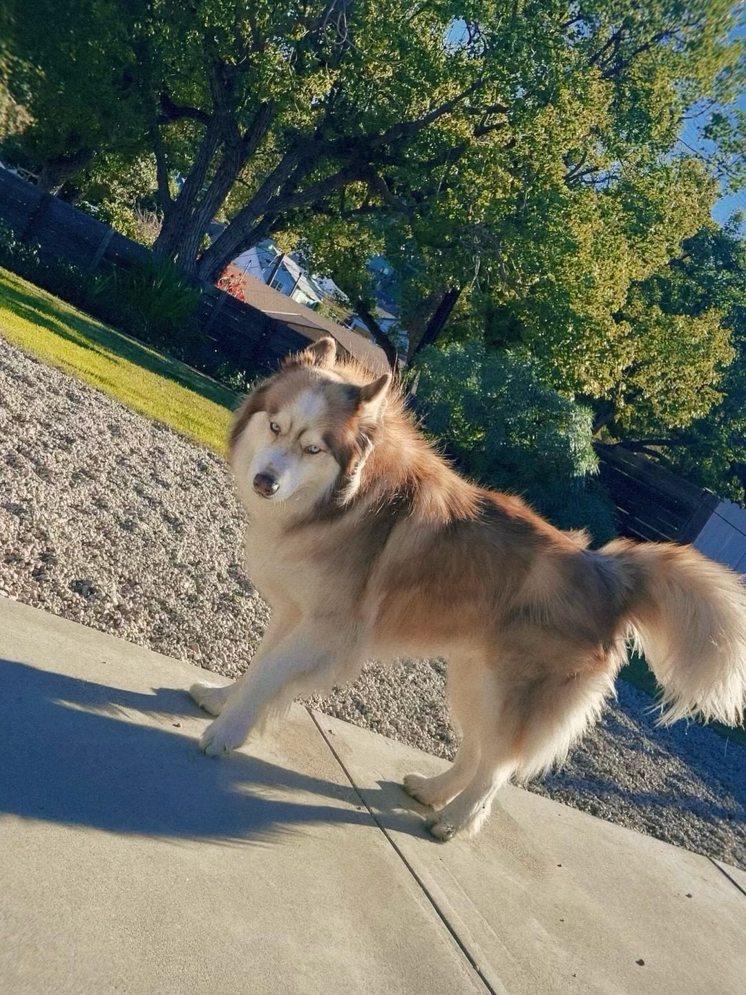 I haven’t been ready to post this, but I never will be.
Fuego passed suddenly, and everyone who knew him is gutted. I watched him grow from a little puff to the most majestic gentle giant—Stevie’s best friend, her mentor, a wolf with the kindest soul, and the most consistent guy in my life these past seven years. He was family; woven into the fabric of my life.
So much love and gratitude to @claytonrosa who gave him the best life and invited me into it. I’ll think of Fuego every time Stevie howls at an ambulance or dips her paw in the water bowl. Love you forever, buddy 💔