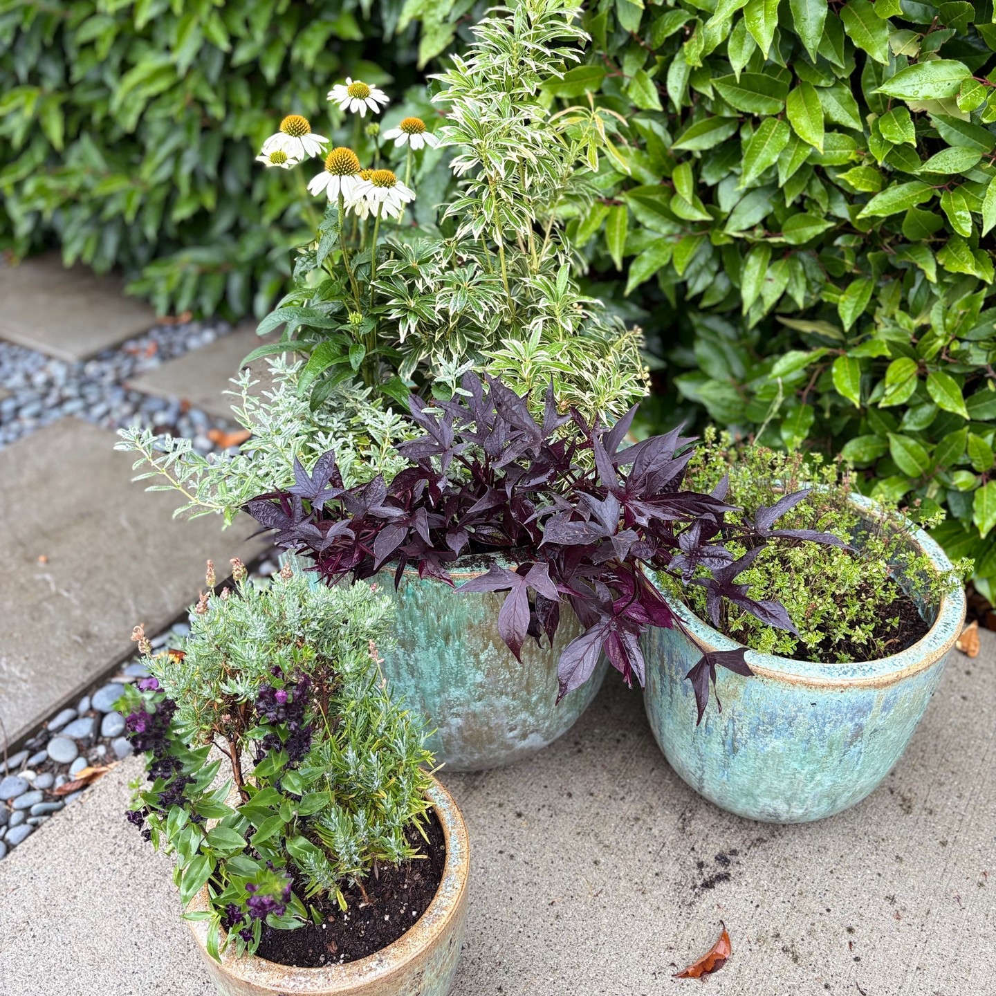 With Drain Smart discs, your pots stay cool, your roots stay happy, and your plants can kick back and relax—just like you this Labor Day.
Snag 10% OFF on Amazon through Labor Day and let your green babes chill in style.
Shop now on Amazon or drainsmartusa.com.
#DrainSmart #PlantSmarter #LaborDaySale #HappyRoots #ChillPlants