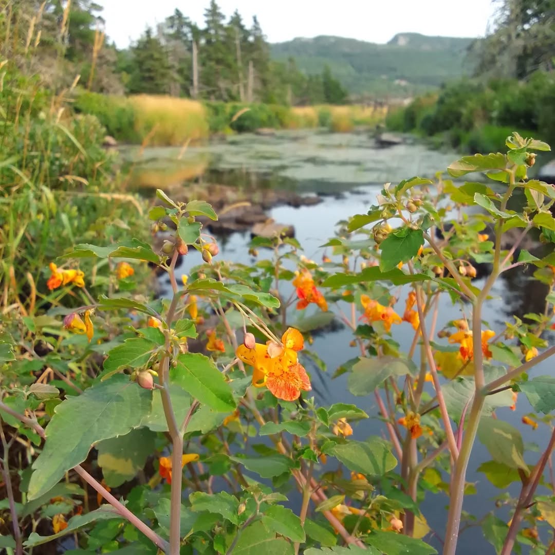 Touch-me-nots and Turtlehead - odd flowers to see in Newfoundland!
