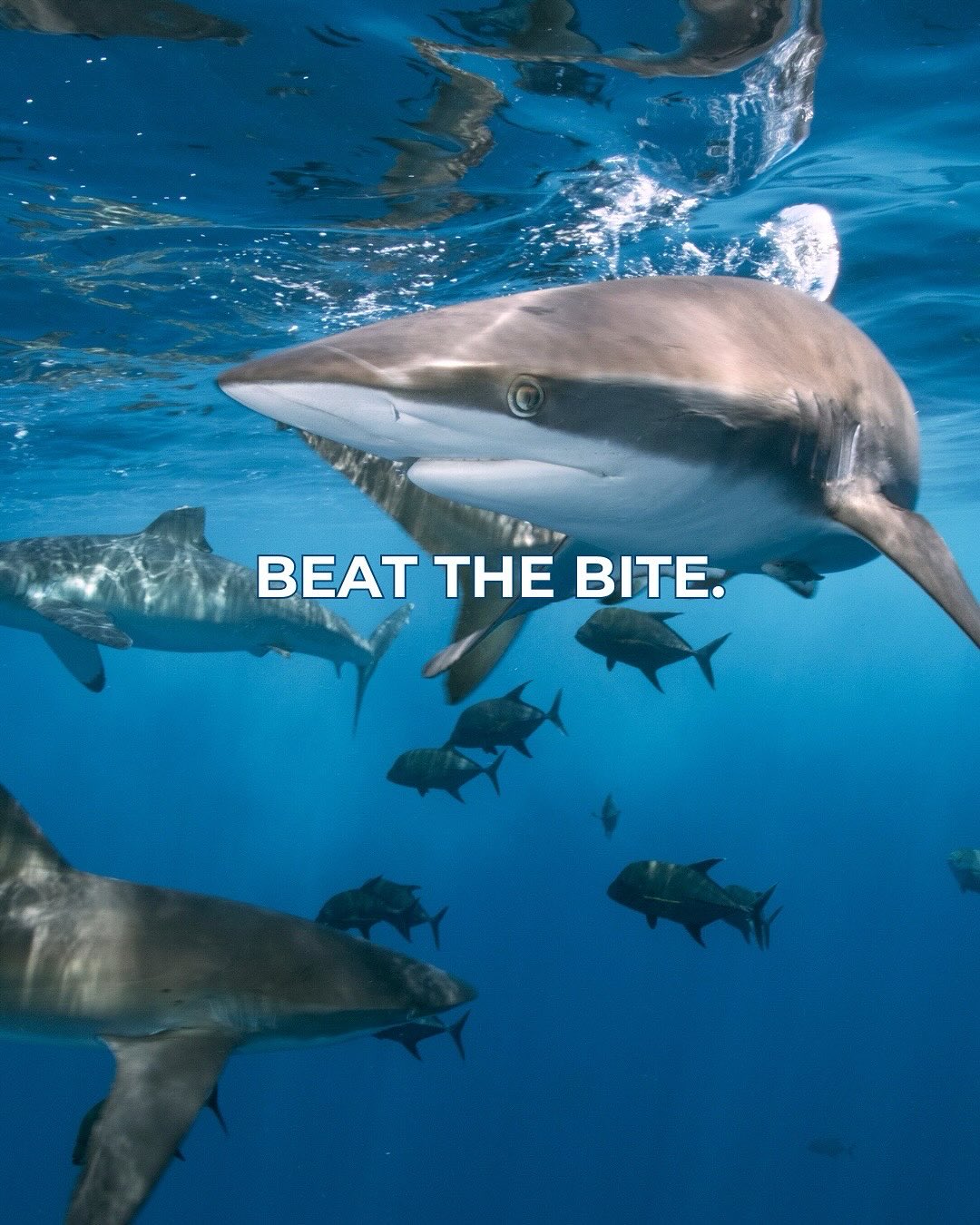 Avoid the shark buffet dude, keep your fish.
#spearo #spearfishing #scuba