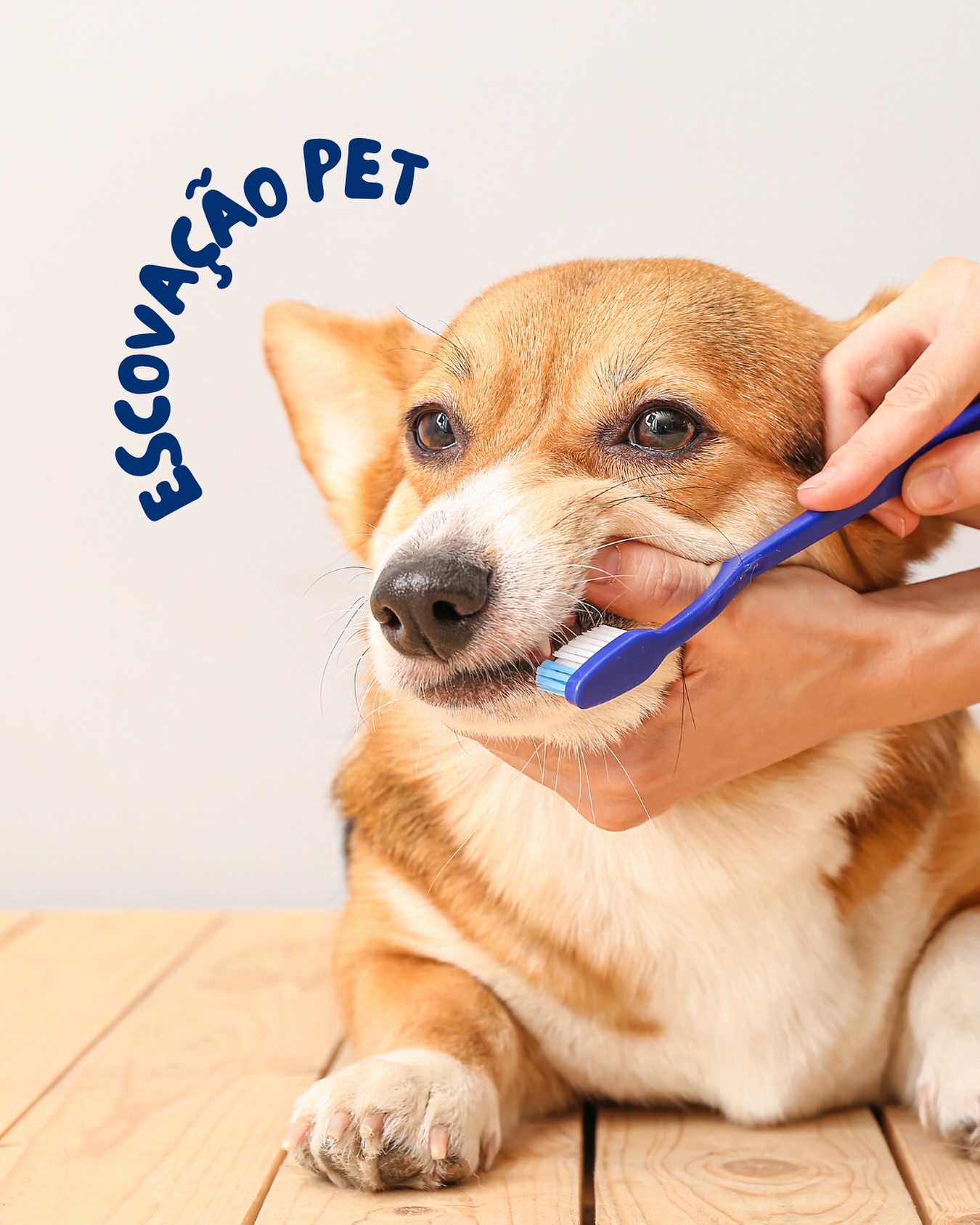 Odontologia Pet: saúde que começa pela boca
Mau hálito, dificuldade para mastigar ou até mudanças de comportamento podem ter algo em comum: a saúde bucal do seu pet.
Cães e gatos também precisam de cuidados odontológicos, não é só questão de estética, mas
de bem-estar e prevenção.
Doenças periodontais, tártaro e infecções podem comprometer não apenas os dentes, mas
também órgãos importantes como o coração, rins e fígado.
Na Petplace, levamos a saúde bucal a sério, com acompanhamento especializado, avaliações
preventivas e orientações personalizadas para cada fase da vida do seu pet.
🧡 Um sorriso saudável faz toda a diferença e começa com atenção.
#OdontologiaVeterinária #Petplace #SaúdeBucalPet #CuidadoComAfeto
#VeterináriaEspecializada #AmorQueCuida