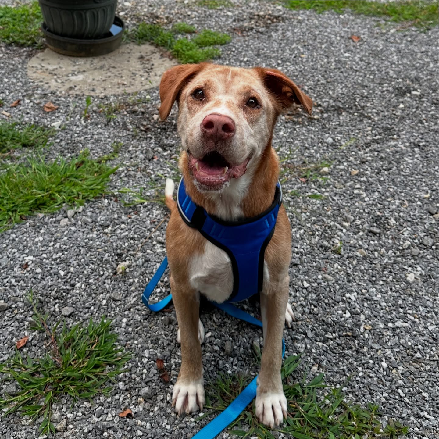 Meet Pumpkin. She’s a senior lady who is looking for a cozy bed and adoring person to spend the rest of her years. Foster to adopt is an option too!!! Pumpkin was “lost” for three days and her previous people didn’t want her back💔 She needs some TLC but she’s a doll and would make a wonderful, easygoing friend for someone looking for a companion. Pumpkin’s interests include snacks, rubs, snacks, sniffs around the yard and snacks. Please share her so she can get settled in somewhere soon!🙏✨💖 Let’s boop her perfectly boop-able nose for good adoption vibes😍