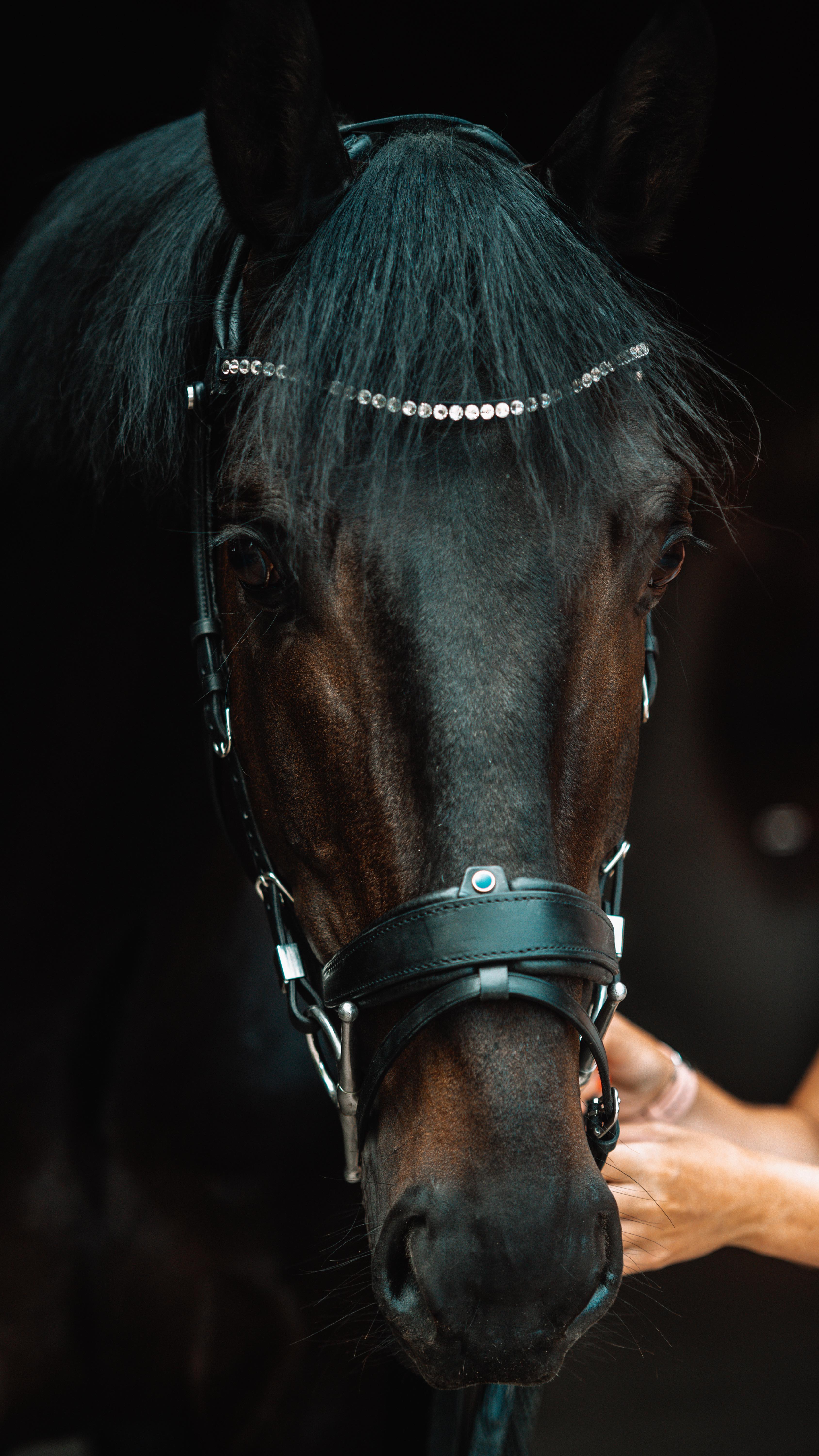 Sometimes starting again is what you need, I’m living proof that you can only get so far without facing the truths that you’ve ignored for years.
I bought chan two years ago as a huge gamble, he was still a stallion, he was unruly to ride and though he could clear some huge fences when free schooled, there was no guarantee he would do the same under saddle. No one thought buying him was a good idea but something in me connected with him and that was stronger than the opinions of others.
As we started working together the cracks started to show and I was faced with a horse that was sharp and anxious, rearing was his stress reaction along with napping and huge outbursts when he was put under pressure. He had clearly been beaten up and put under huge amounts of pressure until he ‘behaved’.
When I made the decision to turn him out in January this year it was as much for him as it was for me, this boy needed a break from pressure, questions and domesticated life.
He has come home relaxed, like the slate has been wiped clean and we are taking baby steps together every day ❤️
#recoveryispossible