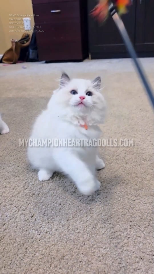 🚫No longer Available 🚫
This is Dream!! Dream of the endless, name inspired by the Netflix show The Sandman.
This is sweet curious and adventurous Dream of the endless. He is sweet curious and an adventurous Dream of the endless. Names from the Netflix series Sandman. Dream, here is a very playful little guy. Rolls over if you start tickling him. He is very entertaining when played with...he is definitely going to include himself in family activities as he seems to be an adventurous kitty. Not exactly brave enough to jump off my bed, the last one to attempt a jump despite his curiosity. This could be a good thing...he might not be much of a counter top cat.
Born May 30th, 2025.
MALE
BLUE BICOLOR
Parents:
MyChampionHeart Dumpling’s & Diamond dolls Alexander
For kitten inquiring:
⭐️Fill out questionnaire, email complete form to MyChampionHeartRagdolls@gmail.com
#braveragdollkitty #mychampionheartragdolls #sweetragdolls