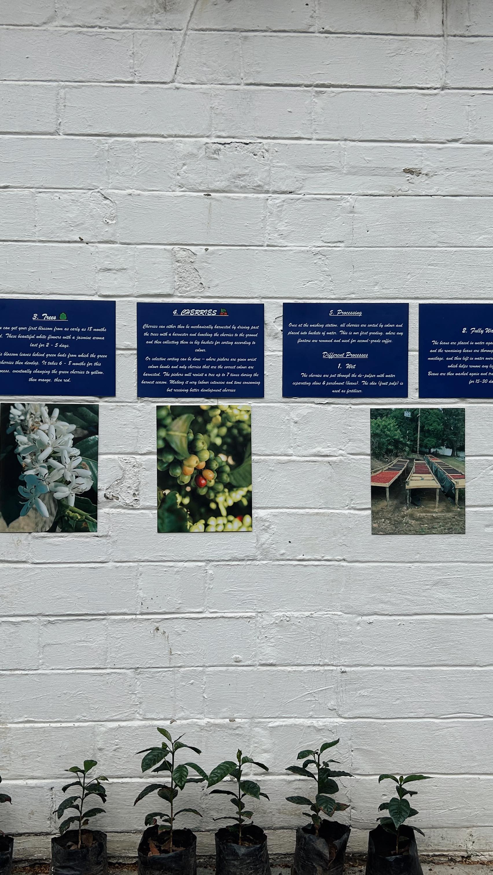 ☕✨ We love sharing our coffee journey with you! When the café is full, it’s not always easy to chat through the details — so we’ve put up little guides for you to enjoy as you sip + stroll through. From bean to cup, there’s always something new to discover. 🌿💛
#coffee #coffeeprocess #guide #learn #coffeelover #coffeeshop #supportlocal #explorepage #supportsmallbusiness #explore