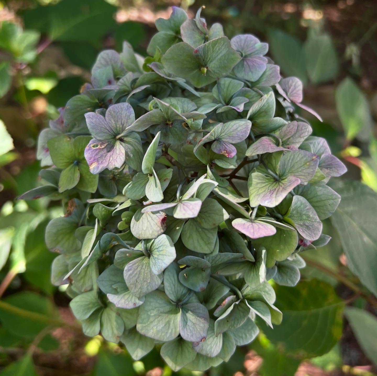 Ring inspiration #aquamarine #bluehydrangea #gemstone #cabochan #rings #handmade #jewelry