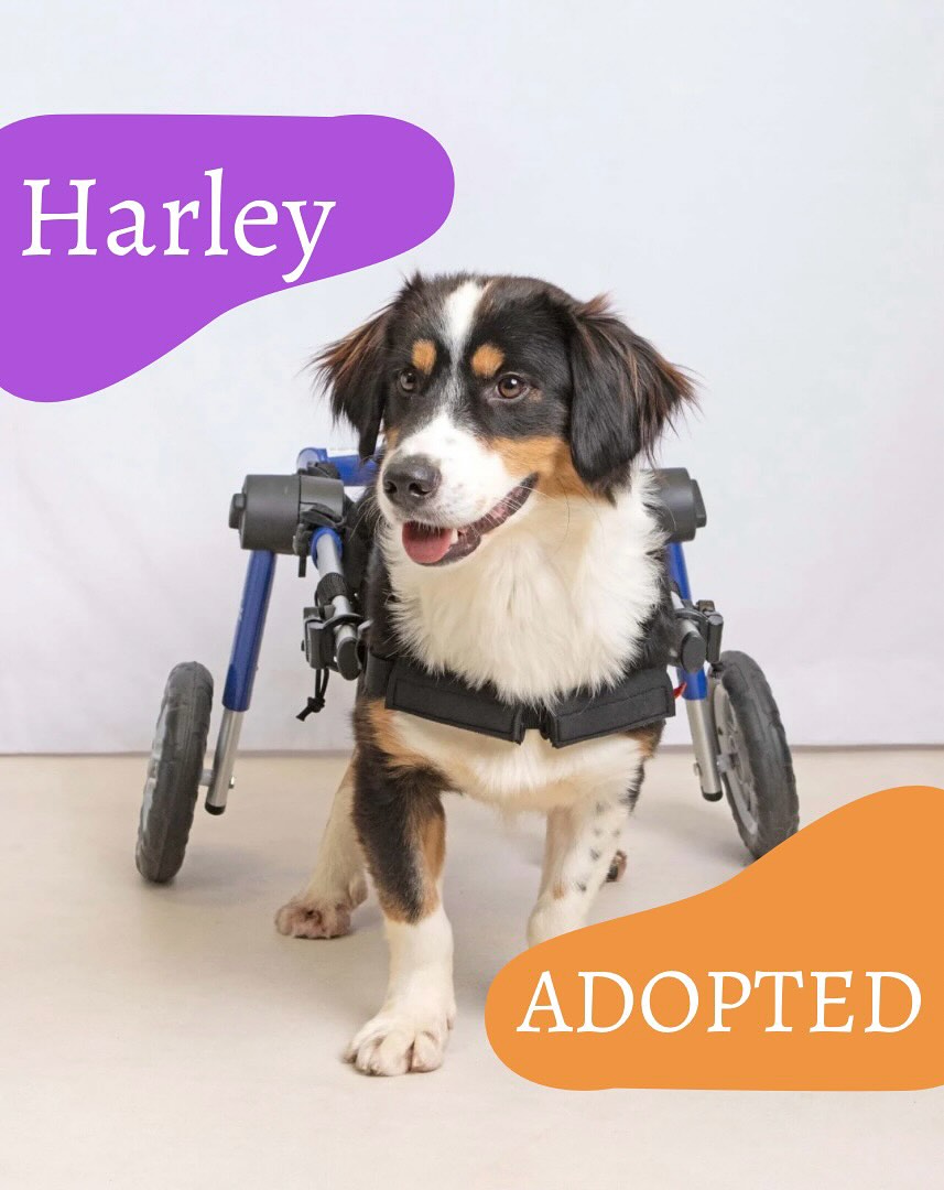HARLEY - ADOPTED 🎉
We have the happiest news to share… Harley has officially been adopted 🧡
Harley has been living with his adopter on a trial basis since the beginning of August, and it couldn’t have gone better. Both he and his adopter are so happy together that they’ve decided to make it forever.
At times, it felt impossible to find a suitable forever home for Harley due to his partial paralysis and double incontinence — but miracles do happen. 💫
So many people have been part of Harley’s journey, from the landfill site in Turkey to his forever home in the UK:
🔸 Our incredible volunteer, who braved freezing, harsh conditions to rescue Harley and give him a chance at life.
🔸 Yvette, Harley’s foster mum in the UK, who cared for him with such dedication and made it possible for him to be here today.
🔸 Yvette’s Wags on Water followers, who rallied around Harley, helping with transport costs, vet bills, and even gifts from his Amazon wishlist.
🔸 Daisy who provided pro bono physio and hydrotherapy.
🔸 Every single supporter who donated to give Harley hope.
🔸 And finally, Kate and her family — thank you for opening your hearts and home to Harley.
You all helped save this special boy. Because of you, Harley now has the loving home he always deserved.
We are beyond excited for this new chapter of his life with his wonderful forever family. Wishing Harley and his adopters all the very best for their future together 💜
.
.
.
.
.
#harleythewonderdog #adoptionupdate #rescuedoguk #adoptdontshop #foreverhomefound #dogrescueuk #specialneedsdog #dogsofinstagram #supportrescuedogs #helpstreetcatsdogs #harley #turkishdog #disabledog