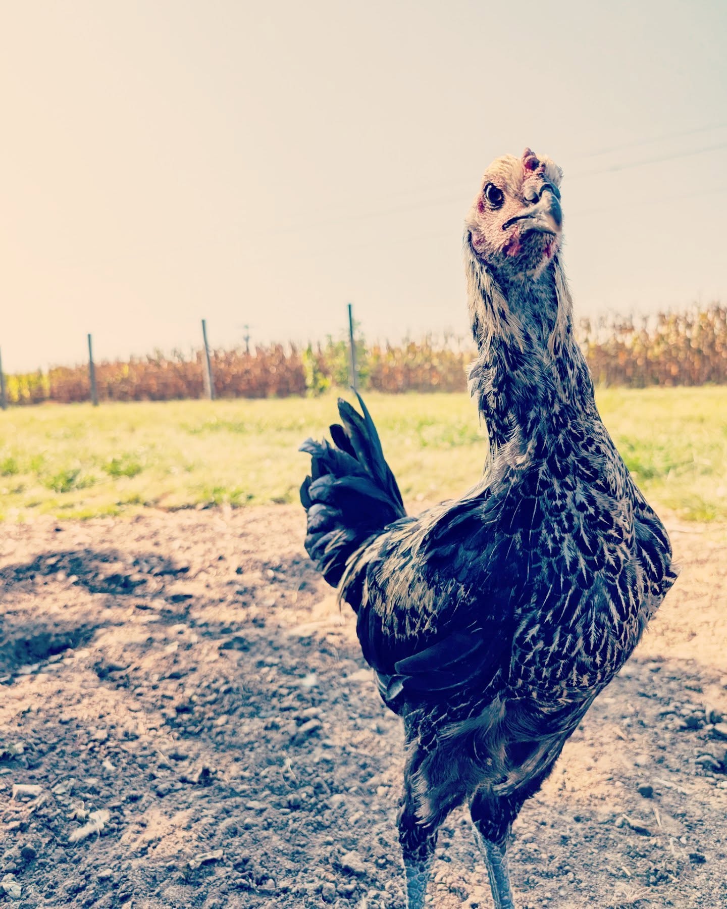 Gorgeous 5mos Liege stag. His daddy is Robert Wadlow, named after Alton's Gentle Giant, and he definitely inherited that height! He stands almost as tall at 5 months as some of my full-grown Gigantes.
...
#belgianliege #belgianliegefighter #rarechickens #rarebreed #chickensofinstagram #chicken #chickens