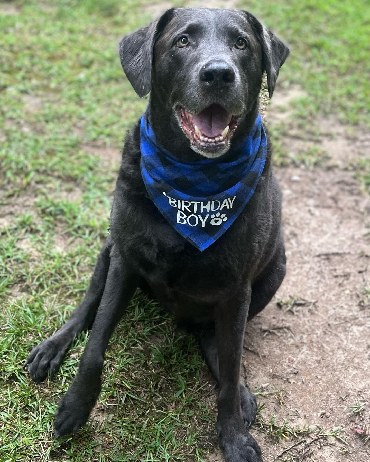Today would have been Burghley’s 14th birthday… it’s so hard to do this without him, I miss everything 💛I’ll see you soon buddy… but not too soon, I got a lot more to do here first , take care of dad 💕. #burghley🐾 #labsofinstagram #charcoallabrador