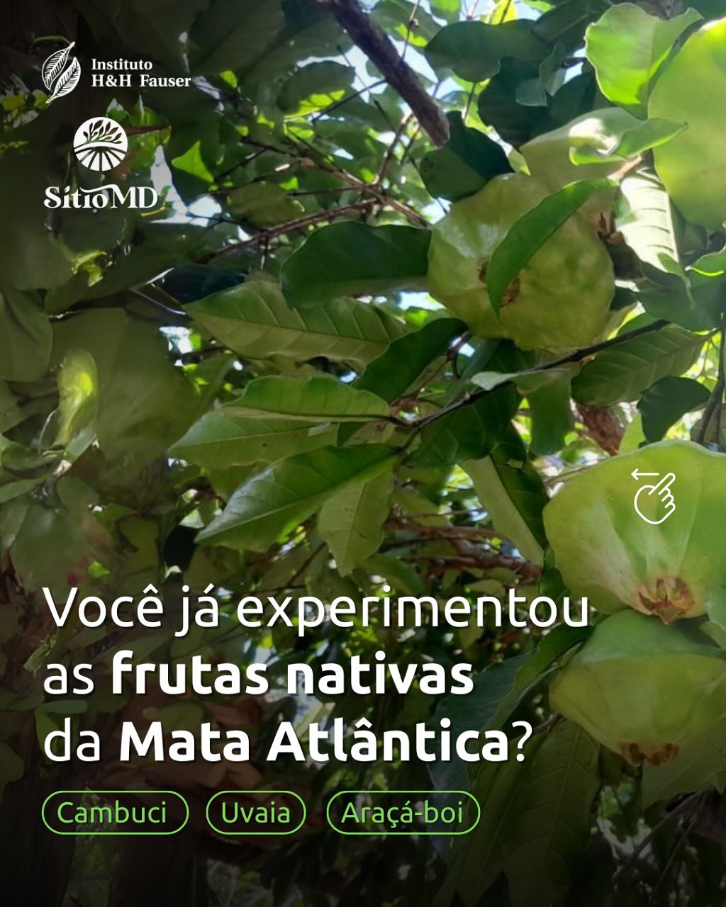 Já pensou em experimentar os sabores que só a Mata Atlântica tem? 🥰
O @sitiomd cultiva e oferece frutas nativas frescas e congeladas, colhidas com todo o cuidado direto do produtor.
Tem cambuci, uvaia, araçá-boi e muitas outras delícias que carregam história, biodiversidade e tradição.
Entre em contato: (12) 99660-8721 ou (12) 99670-1018
#ihhf #sítiomd #frutasnativas #valedoparaíba #paraibuna #cambuci #ong