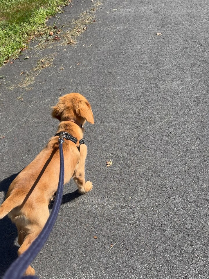 A few of my favorite things from this past week 🥰
Walks with Bruin
Maple Pumpkin Latte
Protein Muffins
Running
#run #runner #baking #fall #dog #puppy #goldenretriever