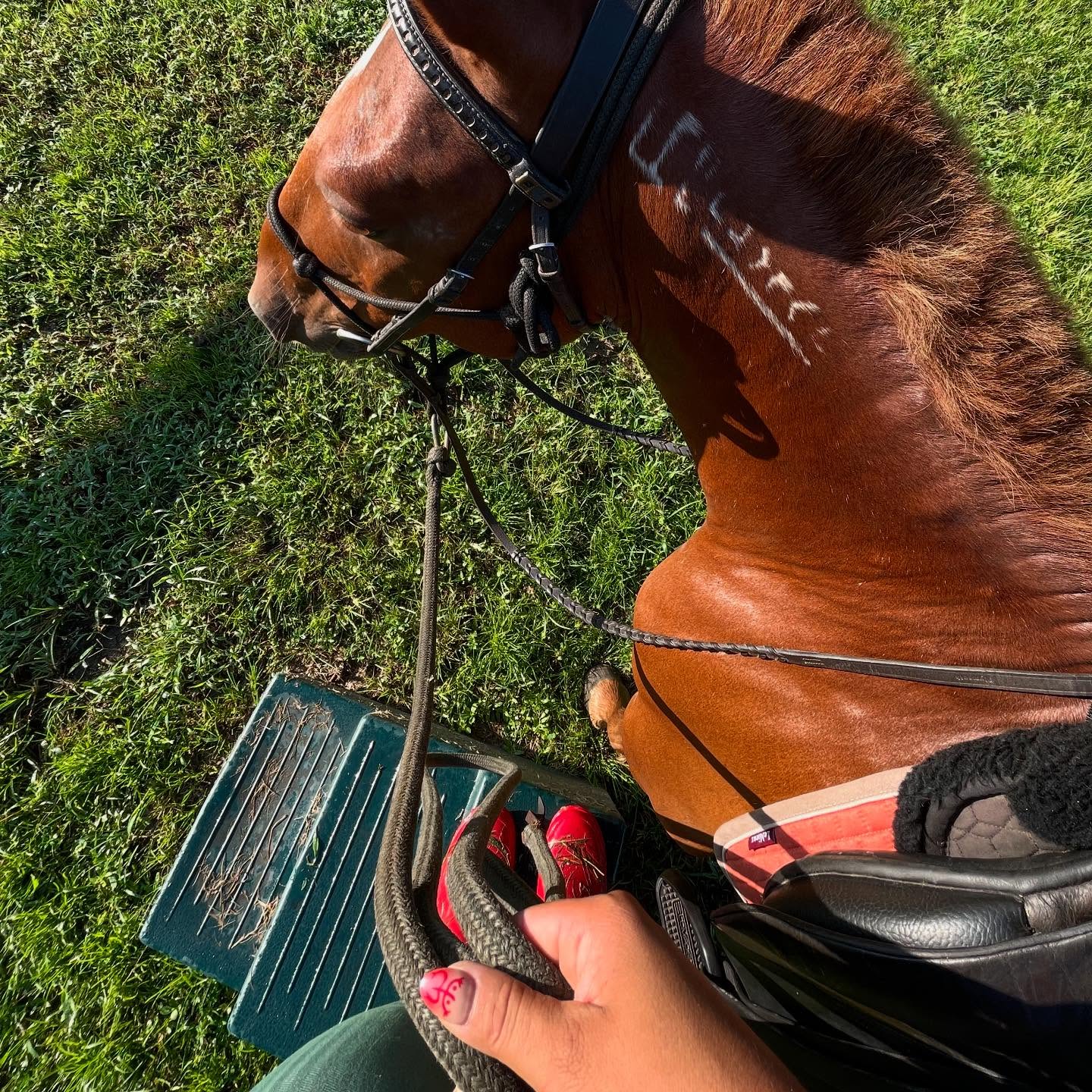 Thoughts on training, retraining and communication.
Much of training horses is a dialogue of non verbal body communication and vocal cues. It is a systematic process where once understood, both parties can agree that the same cue/aid will always mean the same thing. It’s an unspoken agreement between the horse and human. Since as riders we are the ones setting the guidelines for these terms of communication, it is also our responsibility to always honor them and be consistent. To hold ourselves accountable and make sure that we are intentional with what we ask of our horses and not make our communication unclear.
This is why when either getting a new horse or intentionally retraining a horse, we have to take the time to learn what their means of communication and understanding already are, and never assume that they are the same as yours. This is something I am always very aware of every time I sit on an unfamiliar horse. I take the first 10-15 min to see where their means of communication is at. I don’t just jump up and start riding like I do any of my own horses. I don’t like the tone that it sets and I like to establish that the communication can be dynamic. That the horse can give me their input, and that I’m not going to just get up there and dictate the entire ride without taking them into consideration.
Some horses that I get in to rehab or retrain are not used to a quiet form of communicating but rather a loud, harsh and unfair form of being handled that can make them fearful or aggressive. If that is the case, they more than likely don’t know much about communication in interacting with people. They know how to be shut down, defensive and guarded with their bodies. These are not horses that will take a few sessions to “get it”. They need time, they desperately need consistency and to be given the space to unlearn all of the negative that they’ve experienced in being handled and ridden. Once they’ve unlearned, they then can begin the process of learning that communication and learning that it is ok and safe to be themselves.
Aids and cues should always be light, like a whisper and suggestion, with the horse being afforded the ability to respond ❤️