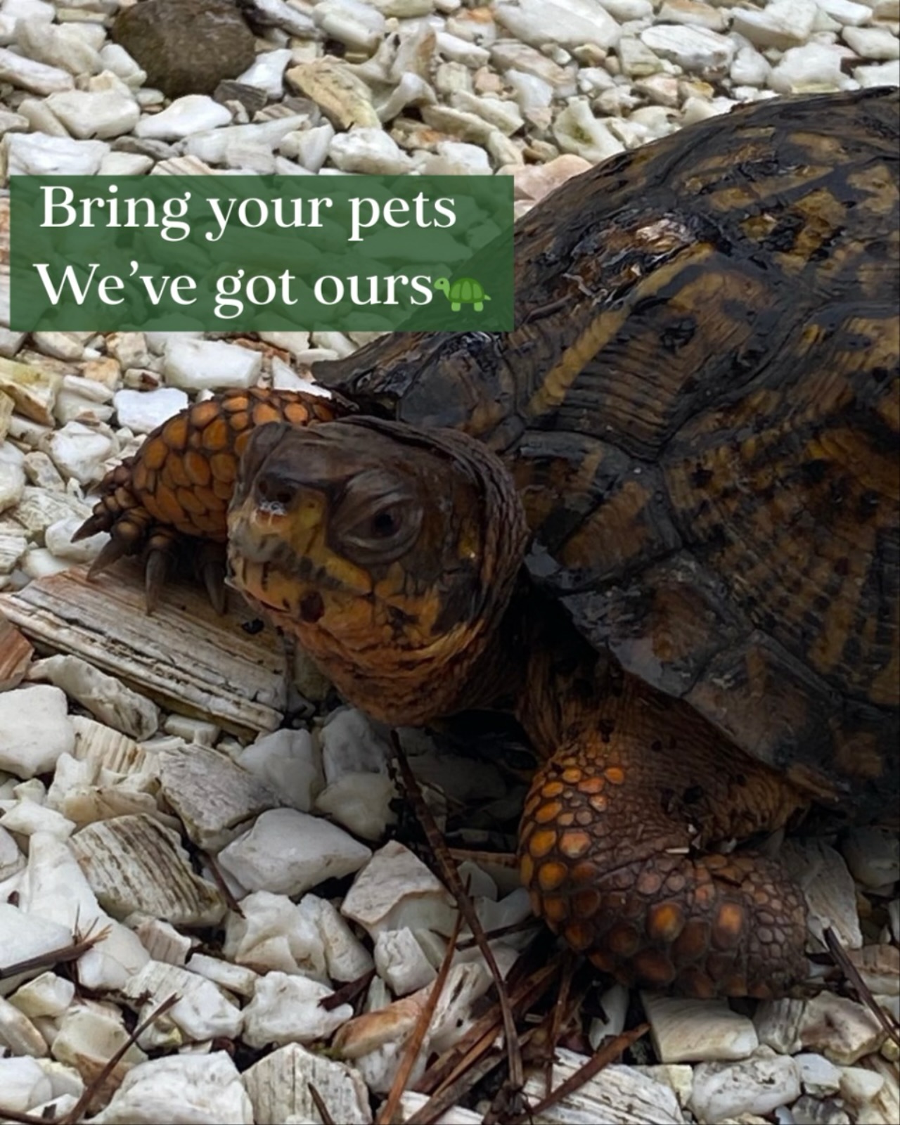 🐢 Meet one of our favorite neighbors! We love when you bring your furry friends to the cabins — looks like we’re not the only ones enjoying Cape Cod days. 💚
#YarmouthCountryCabins #PetFriendly #CapeCodLife #CabinVibes #NatureLovers