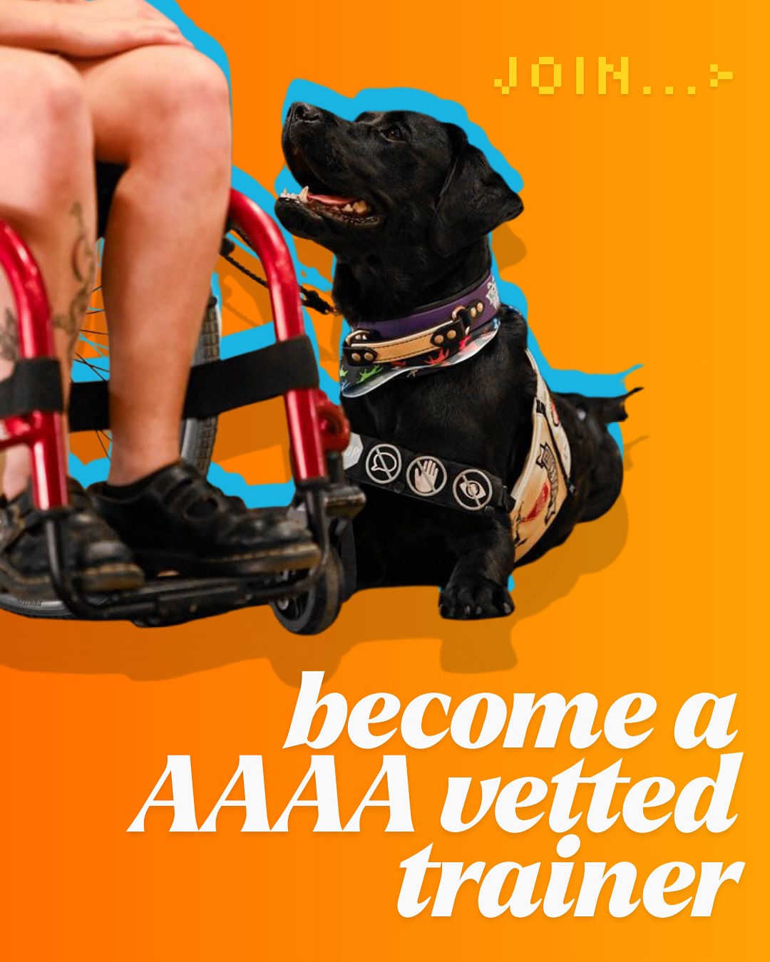 Looking for ways to support AAAA's growing mission!? Welcome to our first project: The AAAA-VT!
WHAT IS AN AAAA VETTED TRAINER?
In pursuit of help training their service animals, owner trainers are frequently taken advantage of. AAAA keeps a database of trainers who we have vetted to assist these individuals on their service dog journey.
Trainers who achieve AAAA Vetted Trainer Status meet the following conditions:
- Demonstration of an ongoing commitment to our core values, evident in training and business practices
- At least two years of PROFESSIONAL experience with service dogs (training your personal service dog is excellent, but not professional experience) in order to ensure adequate skills to support in specific challenges associated with service dog training
OR
- Ongoing learning and mentorship with a qualified trainer with over three years of PROFESSIONAL experience with service dogs, to be provided as an additional professional reference
- AAAA does not subscribe to any particular training "camp" (ie: balanced, force free, LIMA, etc.) believing that real life has considerable amounts of nuance related to the wellbeing of disabled handlers and accessibility of quality training. However, we view service dogs as sentient partners, not tools. A trainer's philosophy and training style should uplift the wellbeing of the dog as a core tenant, never being compulsive in nature.
Vetted AAAA trainers receive a certificate, are added to our database, and may list the credential AAAA-VT after their name in their website, bio, and professional contacts. AAAA vetting is a voluntary service, presently free of charge to the trainer. We encourage but do not require vetted trainers to show support for our mission by contributing materials to our free training services library, creating low cost community services, or joining our vetting committee. Information on how to participate in these activities is included in notification of AAAA-VT status.
Link in bio or message us for details on how to get started!