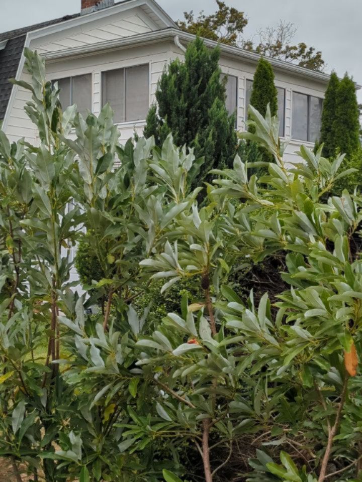 Very excited to be laying out plants & getting fencing installed at our Madison project. Living for the look & sound of this new Magnolia virginiana hedge as it dances in the breeze. Next up: sod!
.
.
.
.
.
#triplettdesignstudio #landscape #landscapedesign #landscapearchitecture #landscapelovers #residential #residentiallandscape #residentialdesign #newengland #design #senseofplace #coastallandscapedesign #newenglandlandscapes #hardscape #reclaimedgranite #reclaimedcurbing #garden #gardens #landscapeinspo #landscapeinspiration #gardendesign #gardensofinstagram #landscapedetails #cuttinggarden #magnolia #madisonct #landscapesofCT #ctlandscapedesign #ctlandscapearchitecture