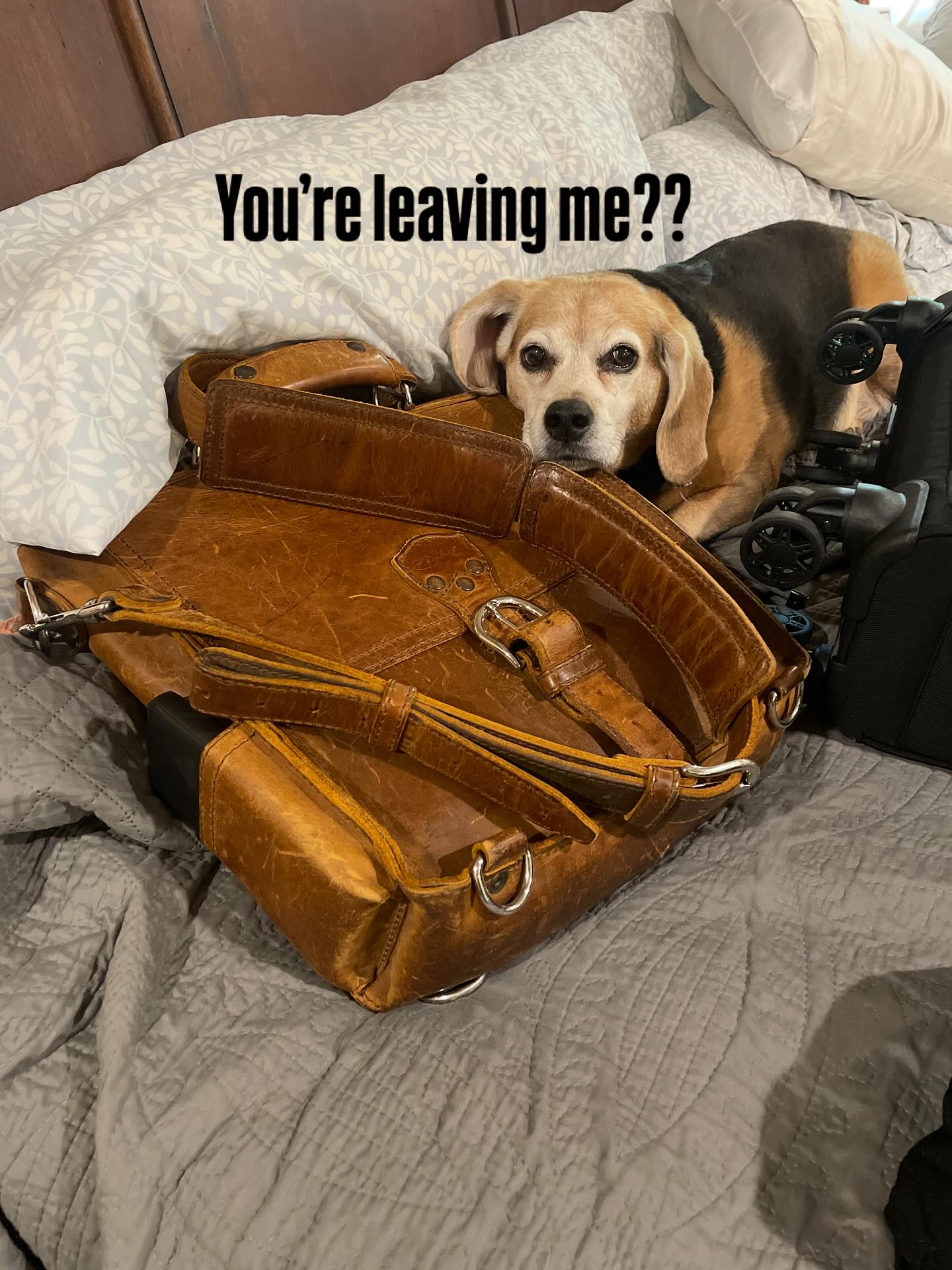 The look I get when I’m getting ready for a trip and #maxthebeagle discovers my @saddlebackbags are packed! #dogsareamansbestfriend #judging #notstaged