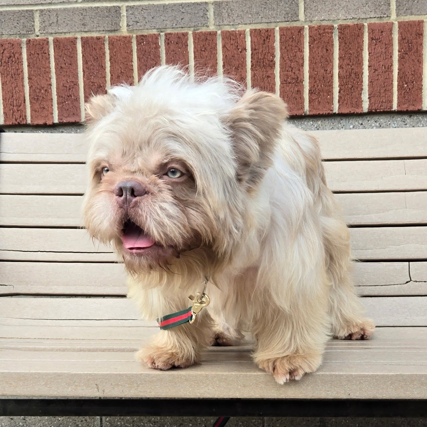 Teddy Ruxpin 🧸
Fresh from the Groomer
#teddyruxpin #teddysworld #ittybittykennels #frenchbulldog #frenchbulldogsofinstagram #frenchielove #frenchielife #stud