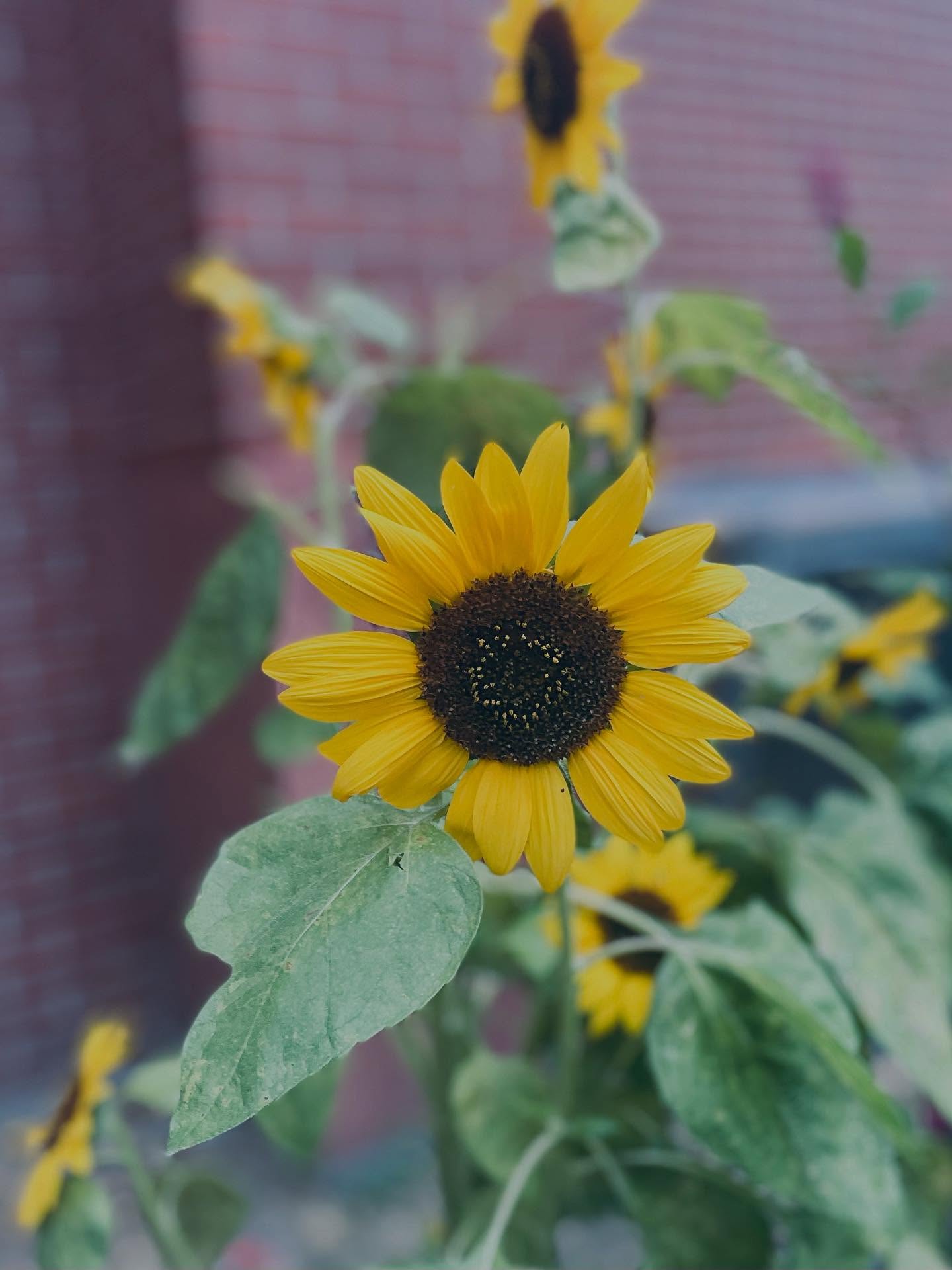 Welcoming a new day with my face turned towards the sun