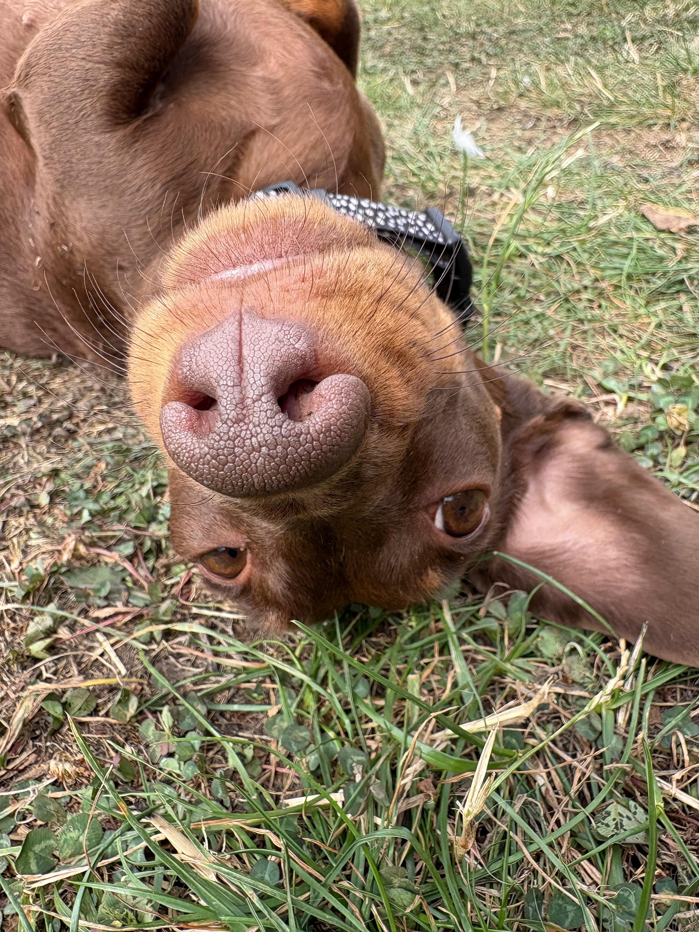 ➡️ Swipe for more cuteness  #cutedogs #dogs #dogsofinstagram #dogdaycareuk #itsadogslife