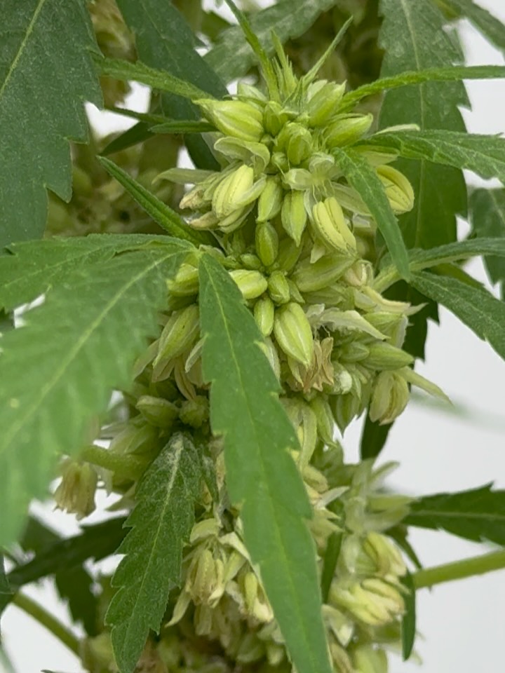 Here is a Male appreciation post since META will not allow me to post on my story. We will post exactly what I’d post on my story but in a POST, until I get banned.
First videos are of @swamiseed.backup’s Nigerian Sunshine and the last video with the 🐝 is one of my Rot males I am using for a side project 🤫
Fuck the noise, keep your eyes on the prize. ☀️
So much love fam!