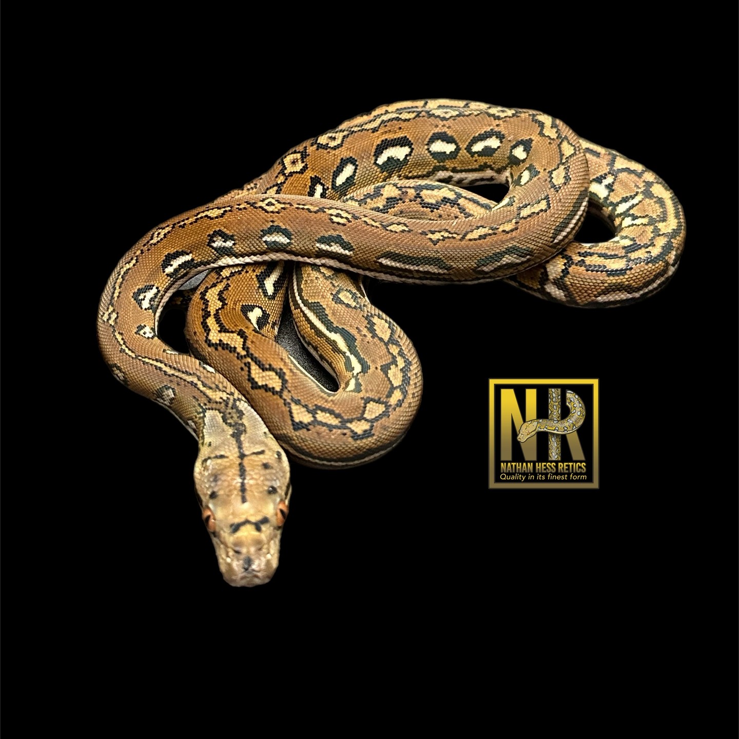 Photo dump of Aztecs. A couple nice males in the mix. #morphmarket