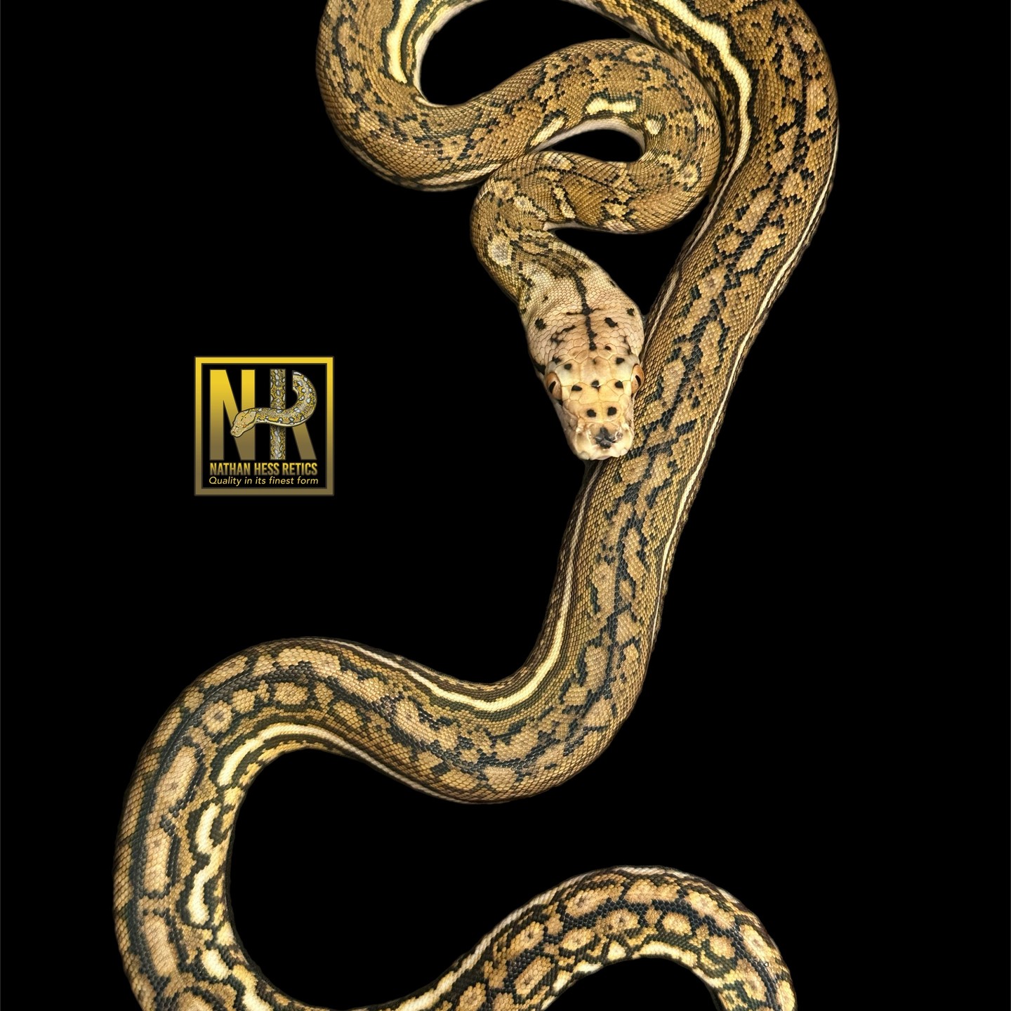 Photo dump of Aztec Tigers. Males and females! #morphmarket