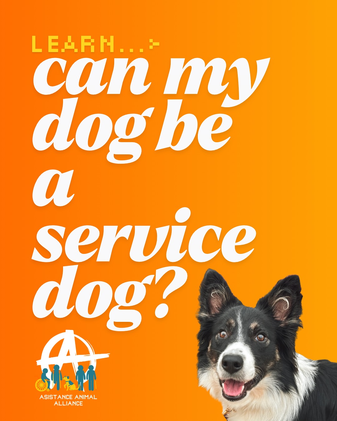 Have you ever seen a service dog with their handler and thought "I wonder if my dog could do that"? Do you have a disability, and you're curious if your fuzzy friend could help? The answer we have for you is, well, it depends!
Do you meet this definition...>
"A person with a physical or mental impairment that substantially limits one or more major life activities"
If yes... Then the answer is maybe your dog could be a service dog!
If no... You cannot have a service dog. We understand that access to living and traveling with pet dogs is getting harder! However, only people with disabilities qualify for service dogs. Check out our friends at Dogs Anonymous @dogsanonymousorg for help keeping and training your furry friend.
Is your dog...>
Physically healthy, able, and mentally sound?
If yes... Then again, maybe your dog could be your service dog!
If no... The dog isn’t right for the job. Service dog work is demanding-- for you wellbeing and your dog’s, we recommend health clearances before beginning your service dog journey.
Would your dog enjoy...>
Being around many different kinds of people, other dogs, new environments, etc.?
If yes... Maybe!
If no... It depends. Service dog work requires that a dog tolerate these obstacles. Pause here, and consider working with a trainer or checking out our free training resources (COMING SOON). Some dogs can learn to enjoy this type of stimuli with the right support. Others may never enjoy the job.
Could your dog...>
Learn a trained “task” (ie: kind of work) that will assist with your disability?
If yes... Maybe!
A service dog must be trained to take specific action to help their handler. Dogs can be trained in many different kinds of actions that can help-- Check out our growing training resources. However, if for some reason your dog cannot learn a trained task, they cannot be a service dog.
Your dog may be able to be a service dog if...>
1) You are disabled
2) Your dog is physically/mentally healthy
3) Your dog seems like they would enjoy the work
4) You can train your dog to perform an action to assist your disability...
All of these conditions must be met for a dog to be a service dog.
(cont in comments)