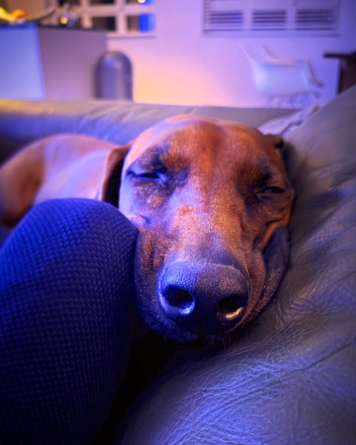 🐾 Es gibt zwei Arten Hundebesitzer! 🐶❤️
Die einen sehen ihren Hund als „Haustier“, die anderen als „Familienmitglied!“🏡✨ Bei uns gibt’s nur die zweite Kategorie! Ein Abend ohne unsere zwei Mäuse auf dem Sofa? Unvorstellbar! 😍💕
.
.
#rhodesianridgeback #ridgeback #🐶 #ilovemydog #cozydog