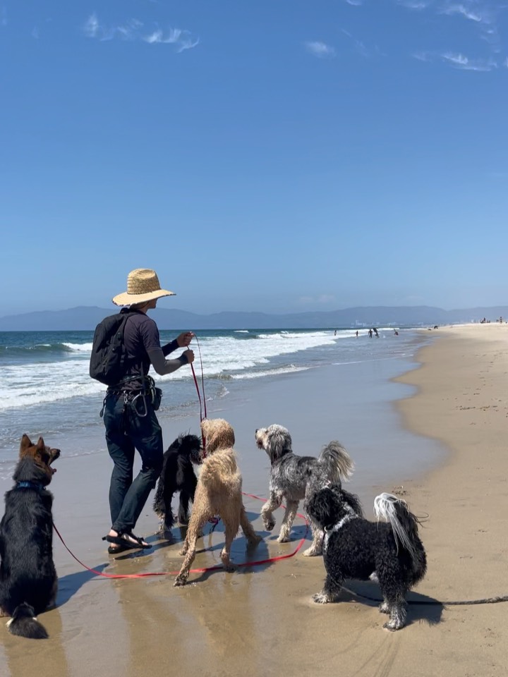 Beach Week 🌊
.
.
.
.
.
#packwalks #packwalk #dogwalker #dog #dogwalking #dogwalkerlife #dogwalkersofinstagram #dogwalkerslife #dogwalkers #dogs #doglover #hikingla #lahiking #hiking #dogsofinstagram