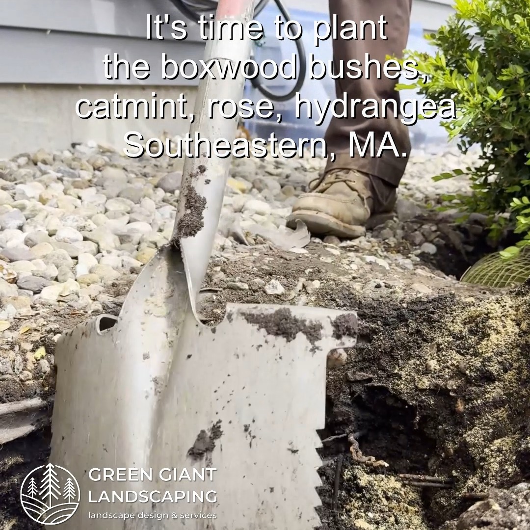 It's time to plant the boxwood bushes, catmint, rose, hydrangea.
Green Giant Landscaping,
Southeastern, MA.
Call now for your free quote!
Land clearing
Planting
Tree and shrub care
Seasonal cleanups
Old overgrown shrubs removal
Mulch installation
Garden maintenance
Weed barrier fabric
Bobcat services
Professional Landscape Design.
https://www.greengiantlandscaping.com/post/summer-planting-to-refresh-your-garden-with-green-giant-landscaping
Phone:
+1 413-406-9094
#landscaping #landscapedesign #gardening #gardendesign #landscaper #landscapearchitecture #treeandshrubtrimming #mulch #Massachusetts #southshore #newton #boston #hingham #marshfield #scituate #NewtonMA #scituatema #milton #canton #wellesleyma #SpringCleaning #shrubtrimming #shrubcare #plantingdesign #gardentransformation #springcleanup #mulching #cobblestone #cobblestoneedging