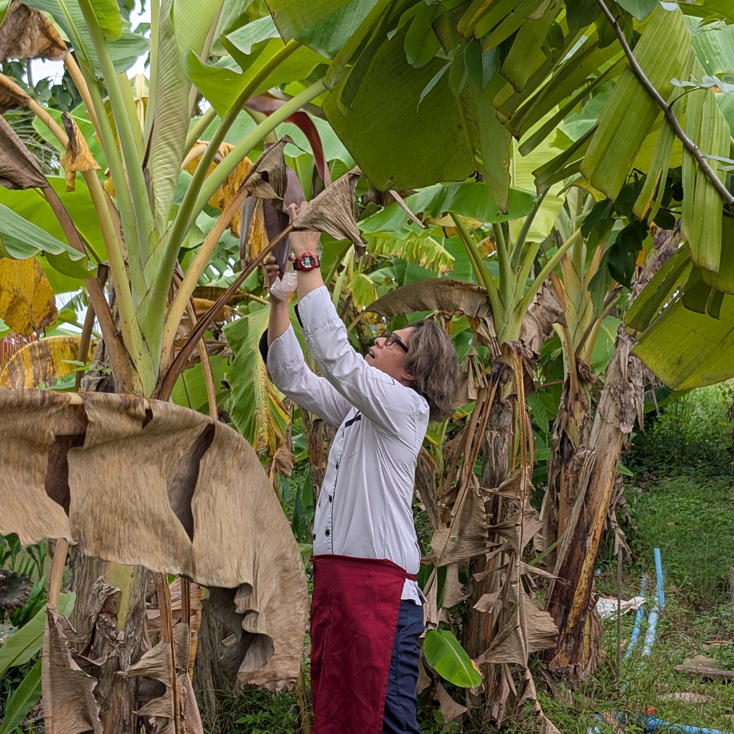 Which herb are we picking for today's curry?
So much fun getting our hands dirty in our organic garden before we start cooking.
This is a favorite part of the course for many of our students!
#gardentour #thaicookingclass #handpicked #organicfarming #chiangmaithailand