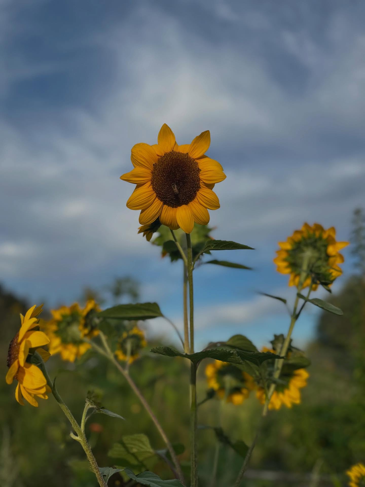 The heat couldn’t keep us away from the garden tonight and it did not let us down. Thank you orb weavers for spinning the lights in the night sky. Happy black moon 8-22-25