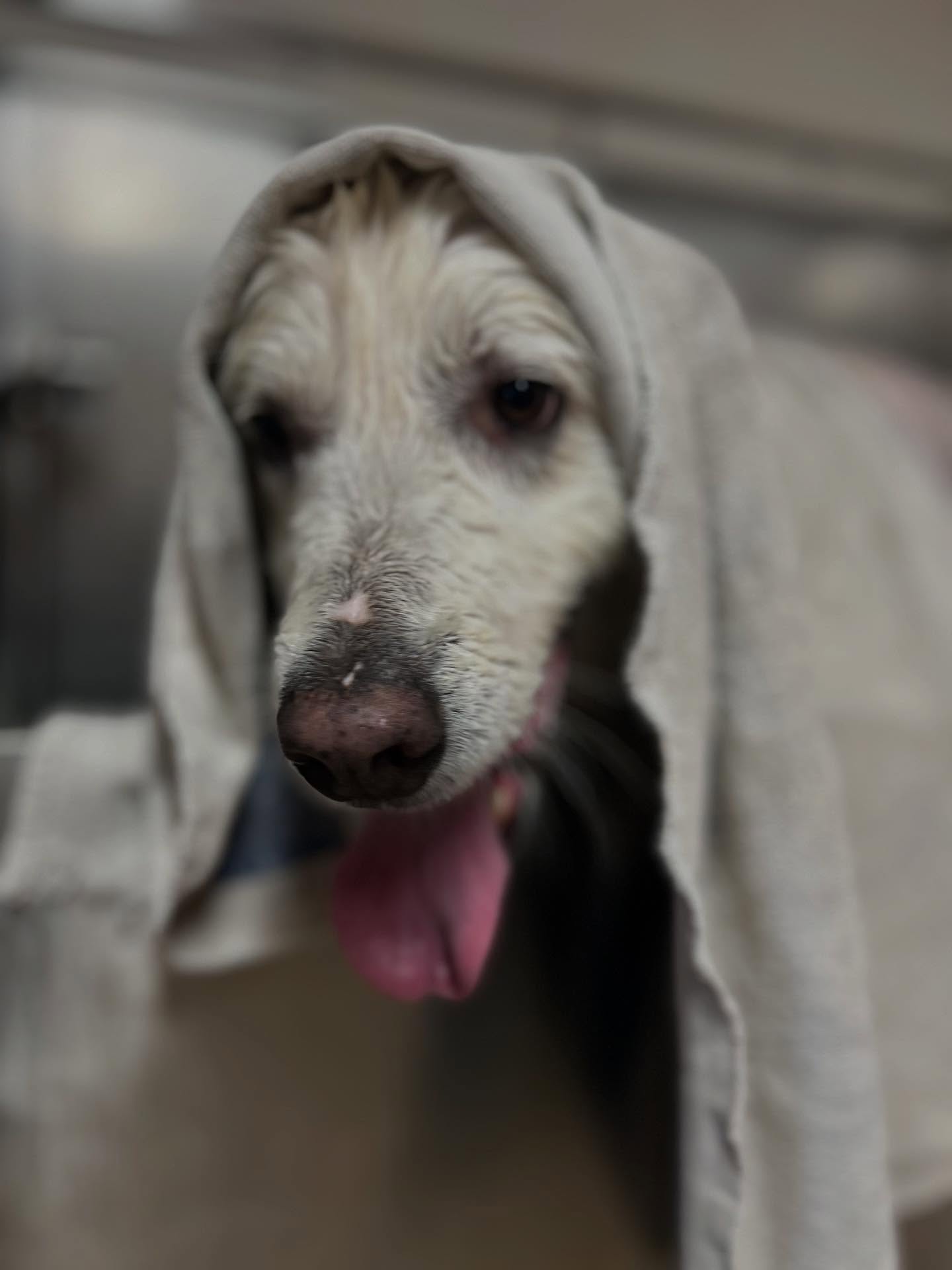 Luca had his first spa day what a gentle giant he is just love him #homegroomer #threehills