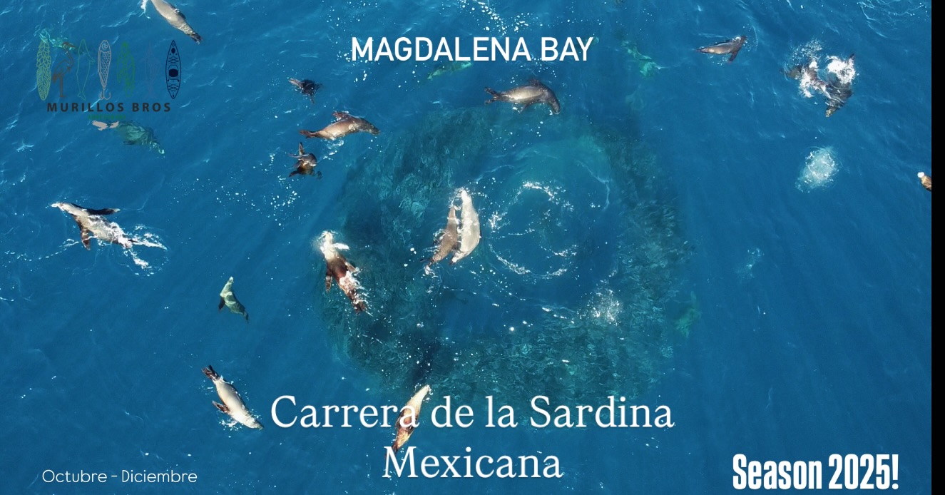 🌊 La Carrera de la Sardina Mexicana – Bahía Magdalena 🌊
Cada año, entre octubre y diciembre, el Océano Pacífico nos regala un espectáculo salvaje y único en el mundo: millones de sardinas forman enormes bolas de carnada, atrayendo a una cadena de depredadores que se unen en un frenesí marino sin comparación.
🐬 Delfines veloces marcan el ritmo del cardumen.
🦭 Lobos marinos se lanzan en sincronía entre destellos plateados.
🐟 Dorados relucientes aparecen como flechas doradas bajo el agua.
⚡ Y el protagonista indiscutible, el marlín rayado, cambia de color mientras ataca con velocidad y precisión.
Un fenómeno natural que solo sucede en muy pocos lugares del planeta… y Mag Bay, Baja California Sur, es uno de ellos.
🔥 Esto no es un documental, es tu próxima aventura.
👉 Ya están abiertas las fechas para reservar.
Arma tu grupo y asegura tu lugar con Murillos Bros Adventours.
📩 Mándanos mensaje para más información
📍 Puerto San Carlos, Bahía Magdalena, B.C.S.
#CarreraDeLaSardina #MexicanSardineRun #MagBay #BahíaMagdalena #MurillosBrosAdventours #BajaCaliforniaSur #WildBaja #SardineRunMexico #OceanAdventure #BajaExperience #MarlinRun #MagdalenaBay #EcoTourMexico #NatureExperience #WildlifeEncounters #PacificAdventure #MarineSafari #UnderwaterMexico #VisitBaja #TravelBaja #WhaleWatchingMexico #ExploreMagBay #SnorkelMexico #DivingMexico #BajaSur