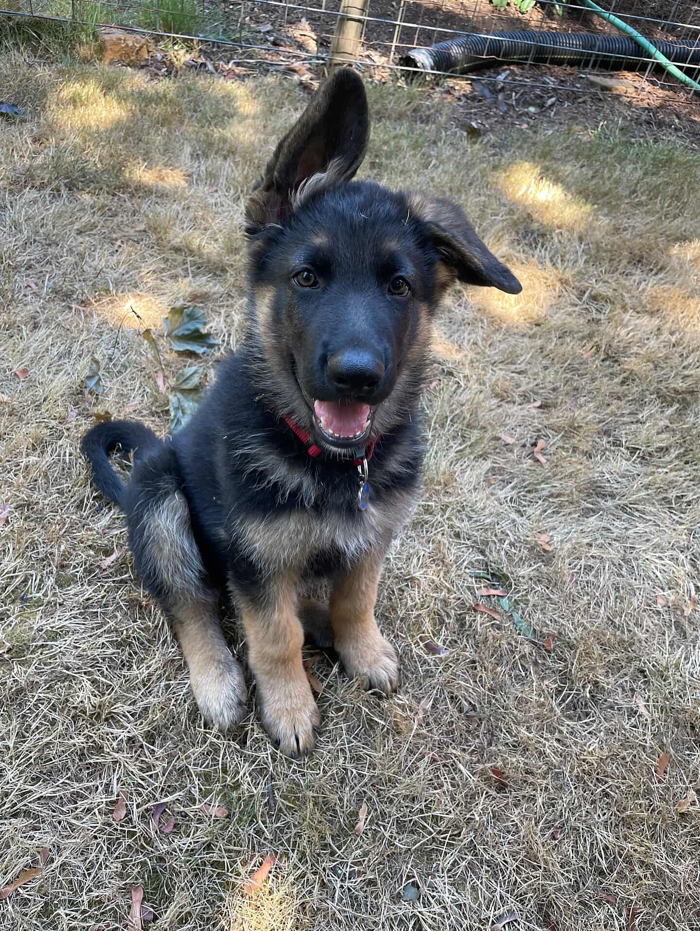 Iām loving the updates from our litter families! Timber (grey) is thriving with his new dad š©¶ and it makes my heart so happy!