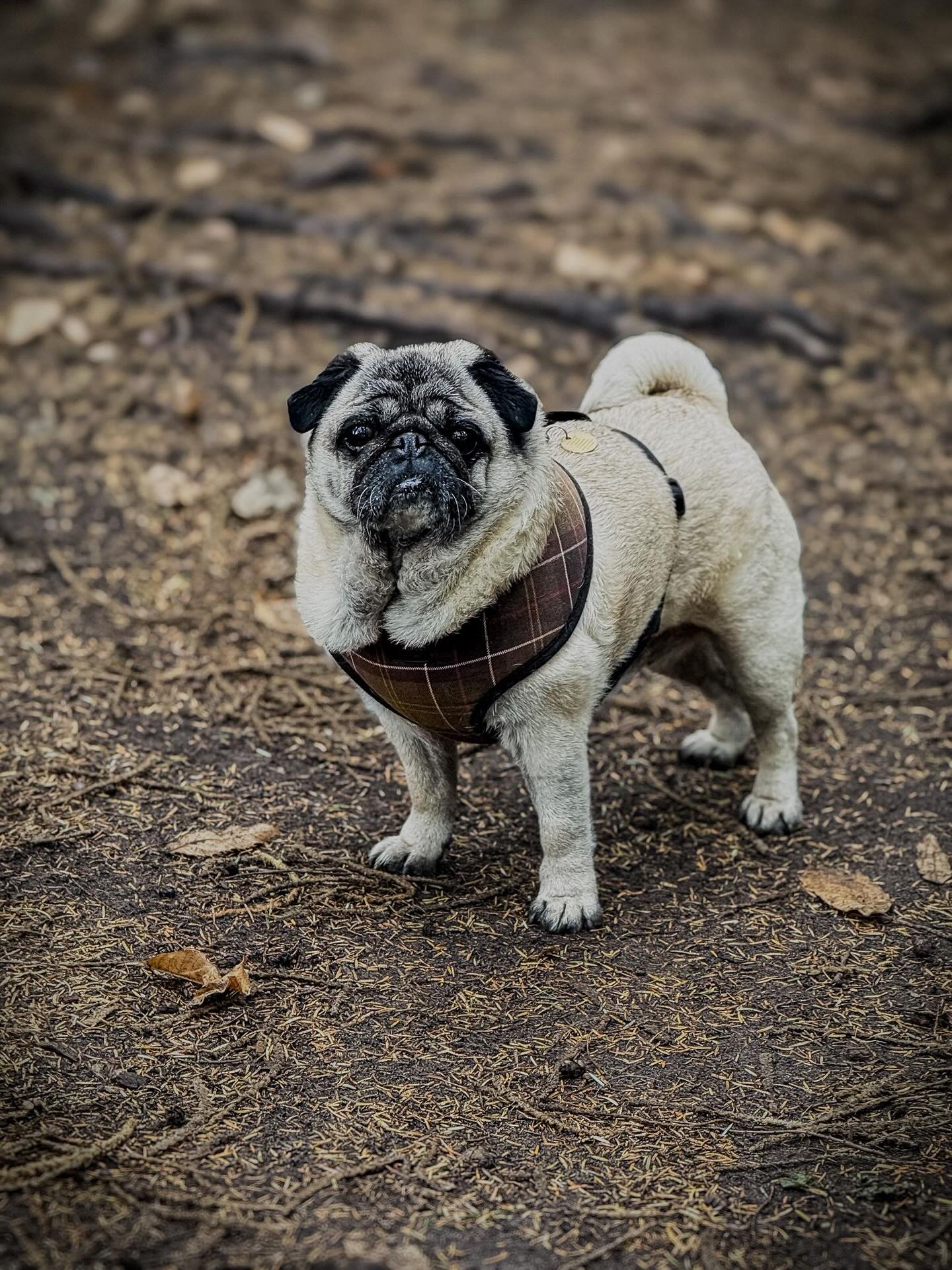 Another bittersweet moment here at Duncan’s! We say farewell to beautiful Saffy who has stolen many of our hearts! She is moving abroad with her owners to start new adventures🏠 All the team wish you the best and we will miss having our cuddles ❤️🐶