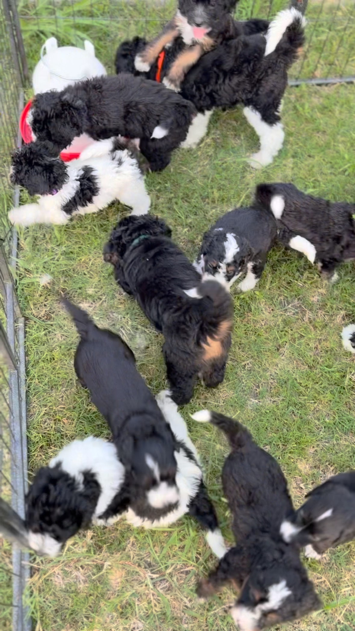 Outside play time for the whole Bernedoodle gang! 18 puppies in total - 9 from each Mama 🐾
#Bernedoodle #BernedoodlePuppy #BernedoodleBreeder #BernedoodlesOfInstagram #MiniBernedoodle #StandardBernedoodle #BernedoodleLovers #BernedoodlePuppiesForSale #TexasBernedoodles #DFWPuppies #BernedoodleUSA #PuppiesNearMe
#PuppyGram #InstaPuppy #DoodlePuppy #DoodleOfTheDay #Dogstagram #PuppyOfInstagram