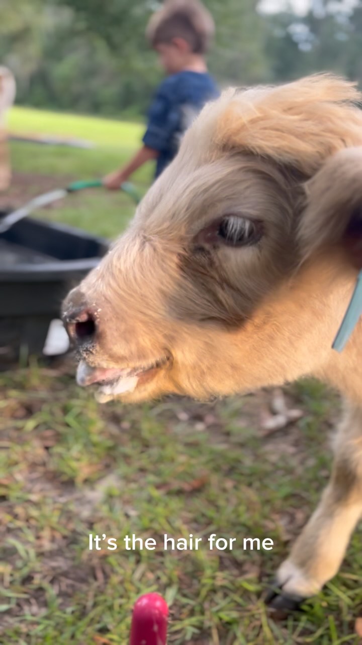 Knox has the hair of our dreams ✨
#scottishhighlandcattle #minihighlandcow #minihighlands #minicowsofinstagram #cowsoftheday #farmhouselife