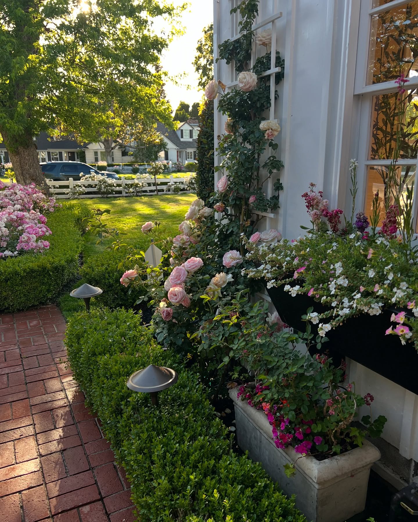 “Bringing it back to life” was the challenge. #challangeaccepted #projectorionog #vannuys #davidausin #roses #icebergroses #staugustine #windowbox #boxwood #whitefence #anywhereamerica #landscape #virgodesignsandlandscaping