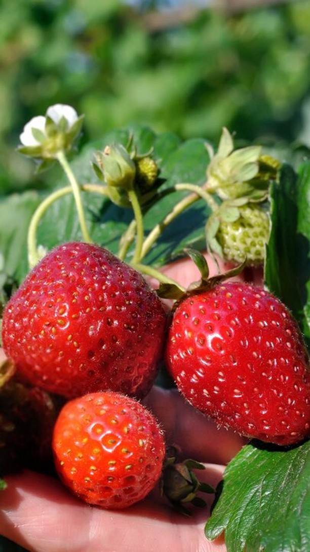 🌿 Ragnetto rosso o acaro rugginoso? intact ha la tua growing solution, a #residuozero e #beefriendly.
intact - experience the difference for a new agriculture 🧡
#intactsolutions #growingsolutions