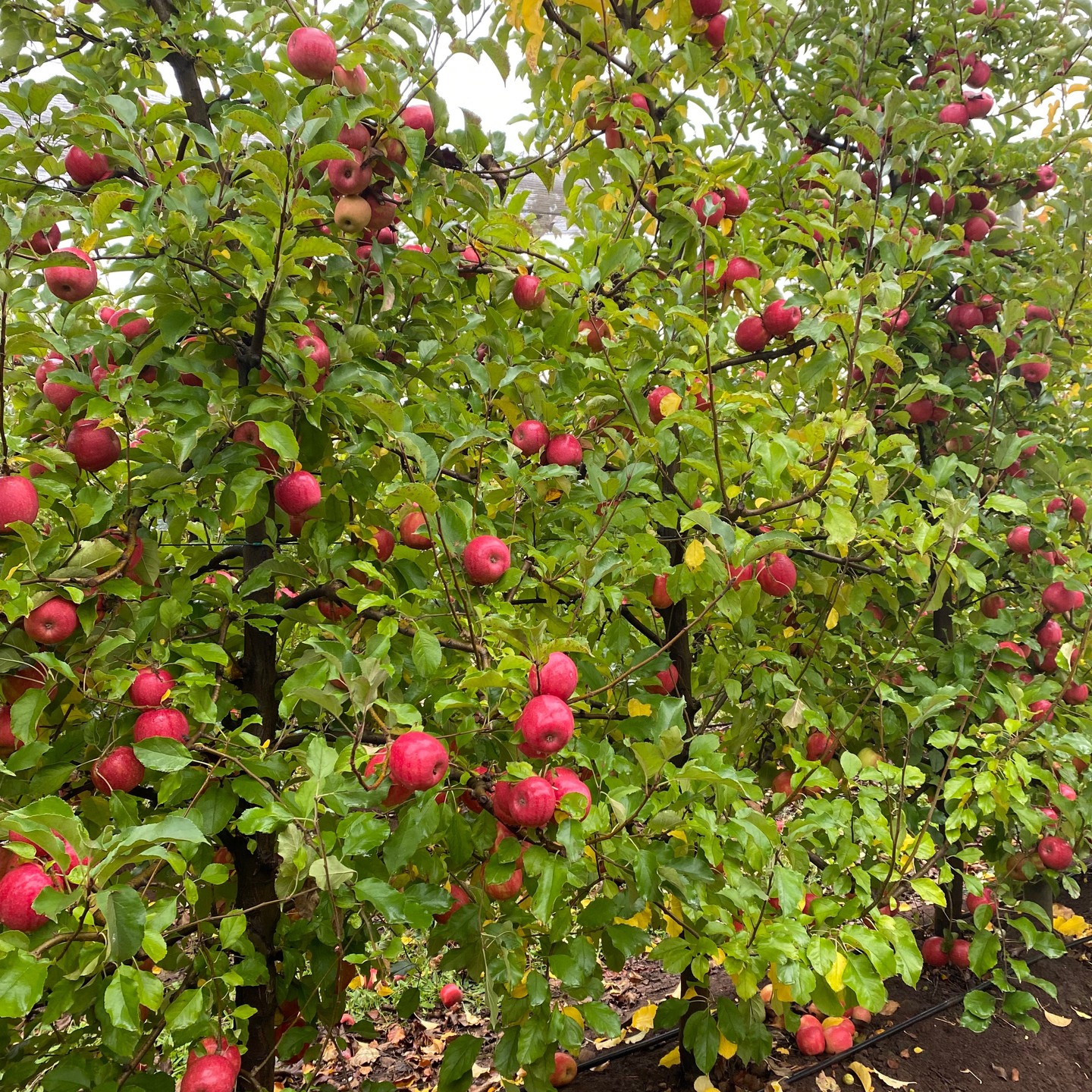 Manzanas en nuestros arboles
