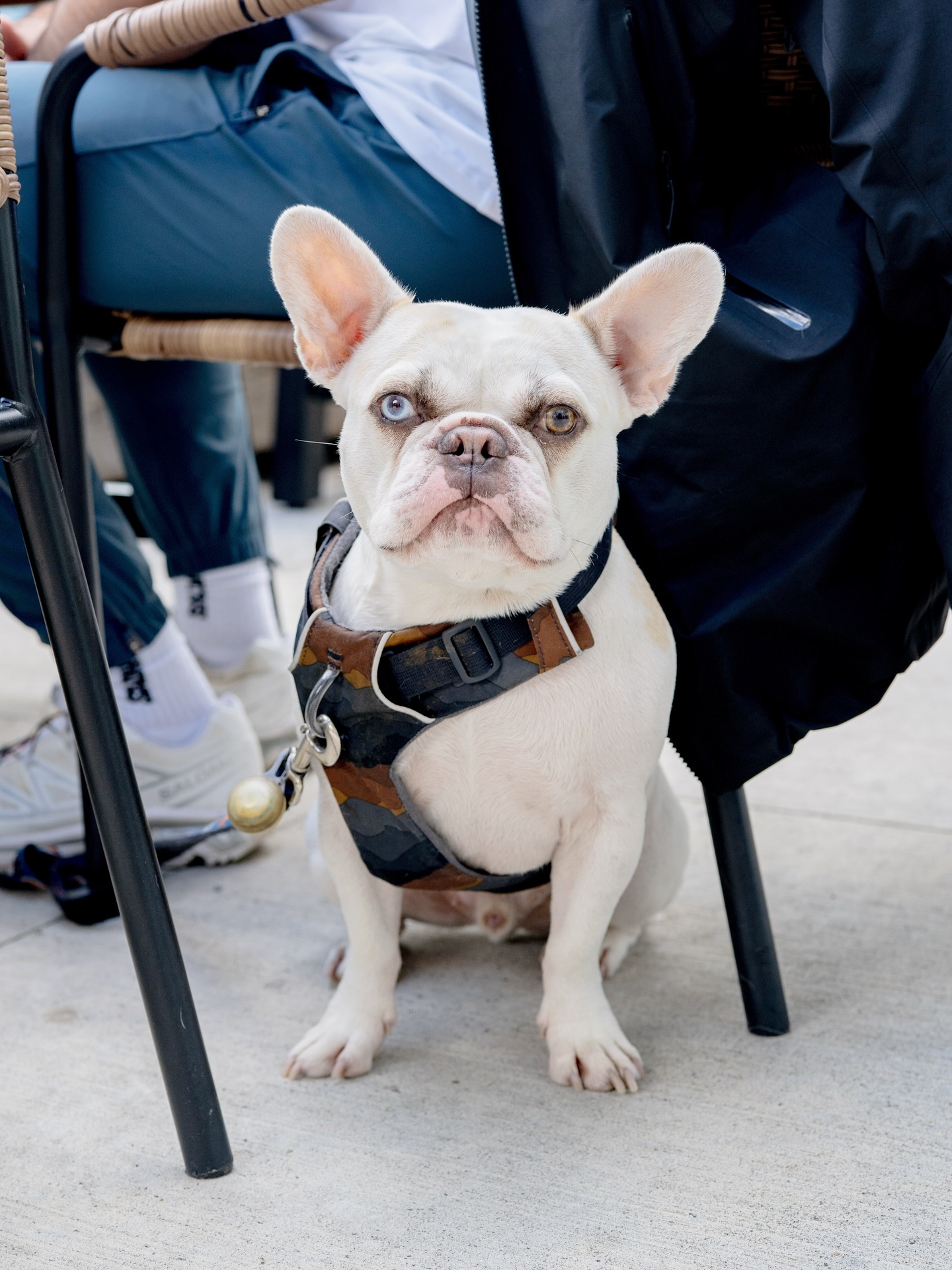 Dog lovers, this one’s for you! //
The patio at House of Lager is 100% pup-approved! Bring your four-legged friend and kick back with a cold beer in hand while your dog lounges by your side. Whether you’re out for a walk or just need a chill spot to unwind, our patio is the perfect weekend hangout.
Swing by this weekend and enjoy the sunshine with your best bud — we’ll be pouring cold ones all day.
#HouseOfLager #DogFriendlyPatio #DogsAndDrafts #WeekendVibes #BrewWithYourPup #squamishisawesome #squamishbrewery #windydaysbeerclub #squamishplacestoeat