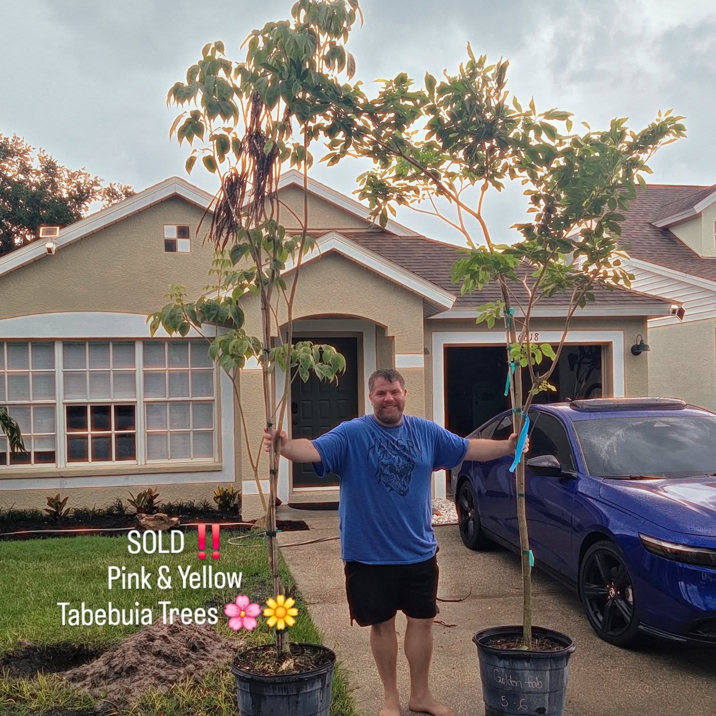 SOLD‼️
#PinkTabebuiaTree🌸
#YellowTabebuiaTree🌼
#TrishsTabebuiaSeeds #HappinessGrows
#BsTabebuiaTrees #DreamLoudWithPlants
#BackyardNursery #FloweringTreeFarm
#FruitTrees #NurseryOnTheGo🚗💨💨💨