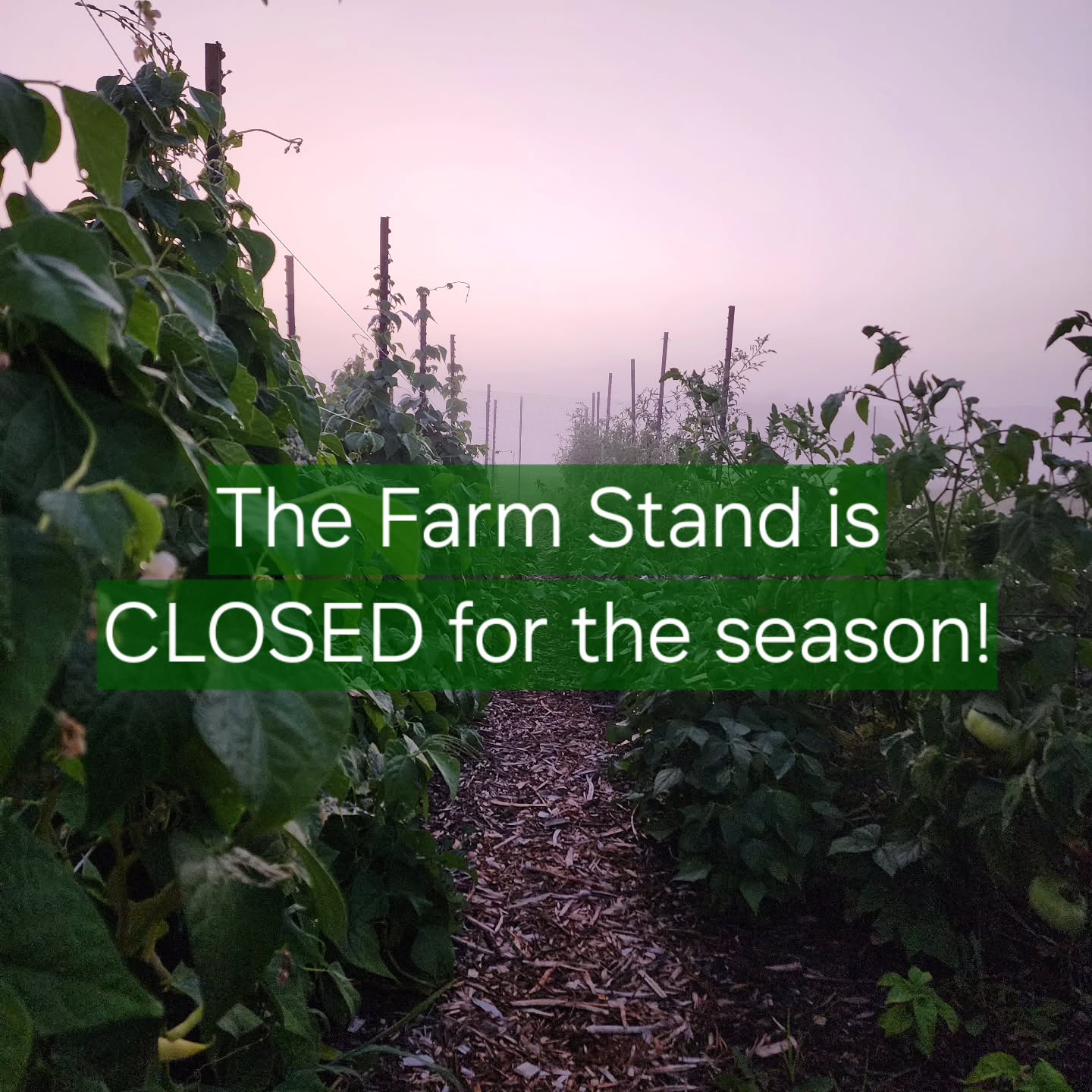 Thank you all for a great first season for our little farm stand!
We are shifting our attention to canning and preserving the rest of these garden goodies for our family. We still have a handful of wholesale-style orders to fill for some of our customers. If you're looking for something specific, do feel free to reach out to inquire.
We'll have the daily egg cooler down at the road again, so come by and grab your weekly dozen! Thank you thank you for your support!