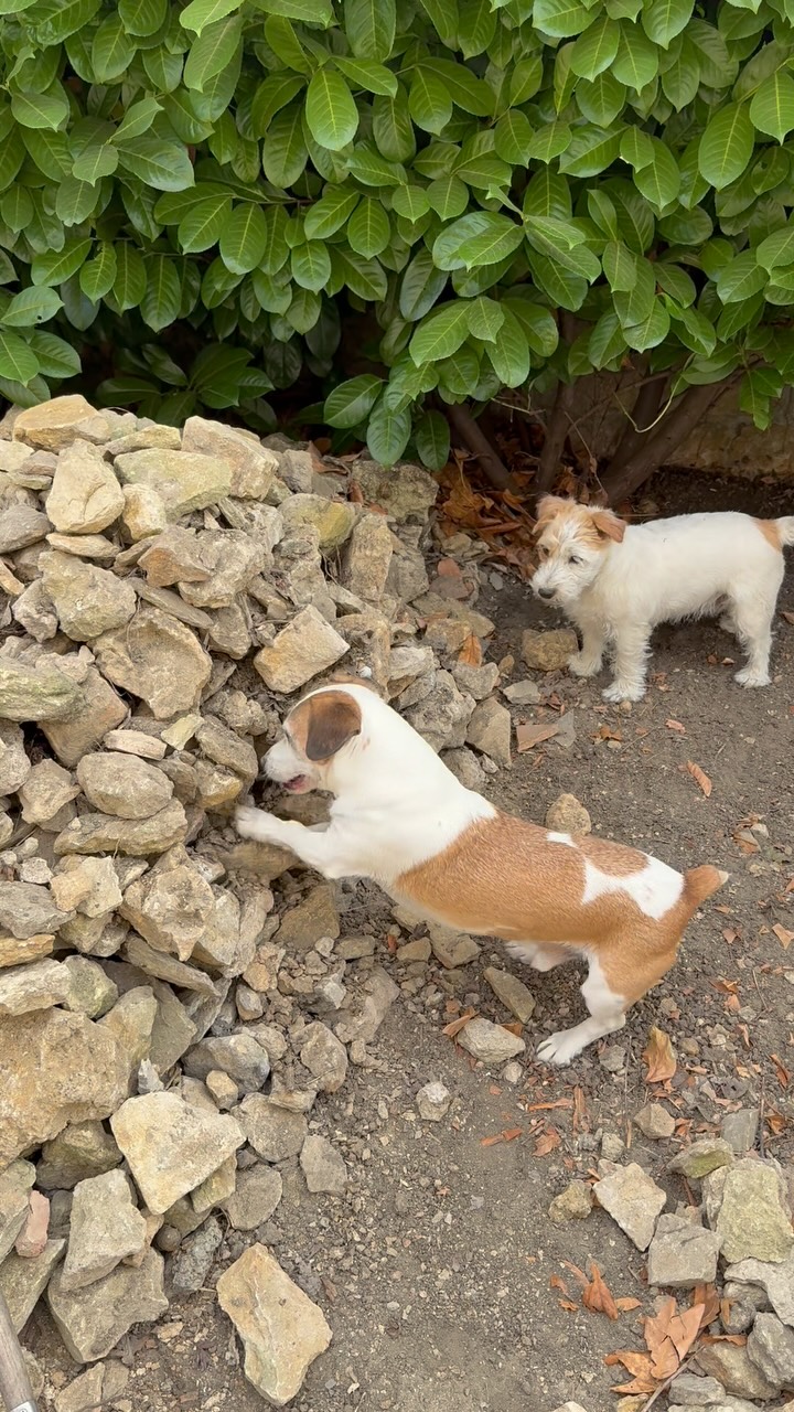 Found the mouse nest, didn’t find the mouse 🐭
#trueterriers #jackcambjrt #jackcambdogs #barryanddotty #jackrussellofinstagram #jrt #jackrussell