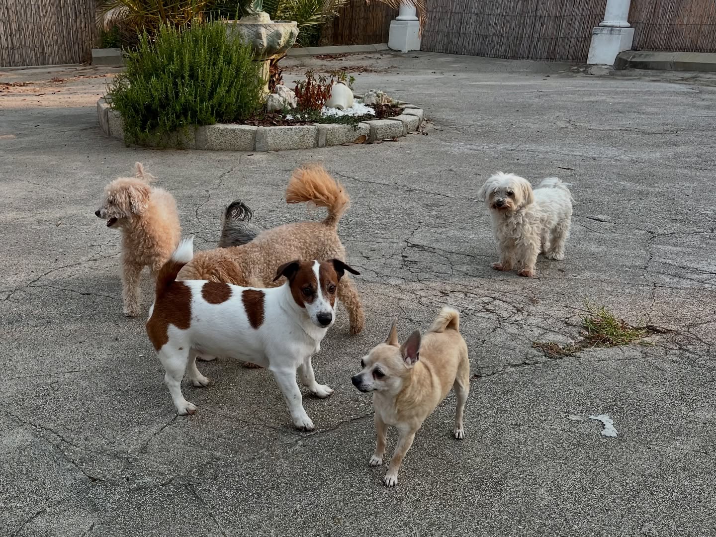 #cuidadoresdeperros #madrid #mascotas #españa #igersmadrid #perros #dogs #dogsofinstagram #perrospequeños #dogslife #dogfriend #fotosdeperros #comoencasa #vacaciones #doglover #pomeranian #chihuahua #caniche #bichón #bichonmaltes #shitzu #shitzulovers #pomerania #pomeraniaespaña #verano #verano2025 #summer